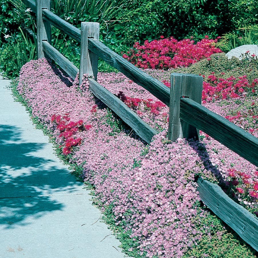 slide 3 of 5, Lowe's Multicolor Ice Plant Plant in 1.5 -Pint Pot, 1 ct