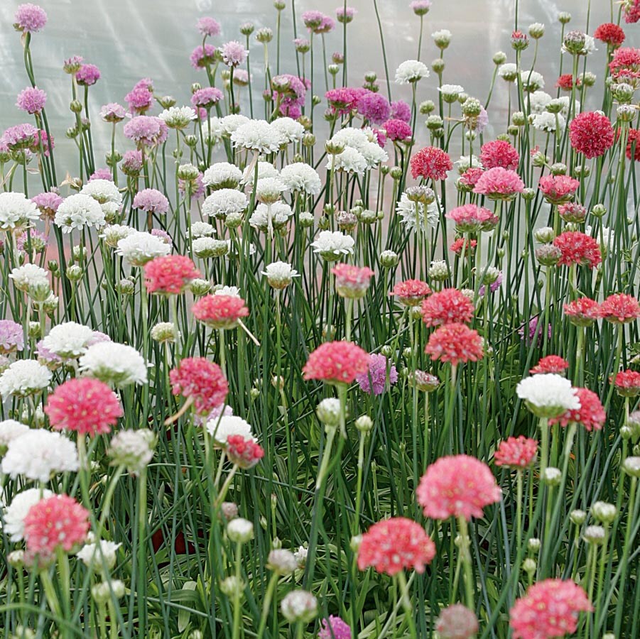 slide 2 of 5, Lowe's Pink Common Thrift Plant in 1.5 -Pint Pot 1.0 -Pack, 1 ct