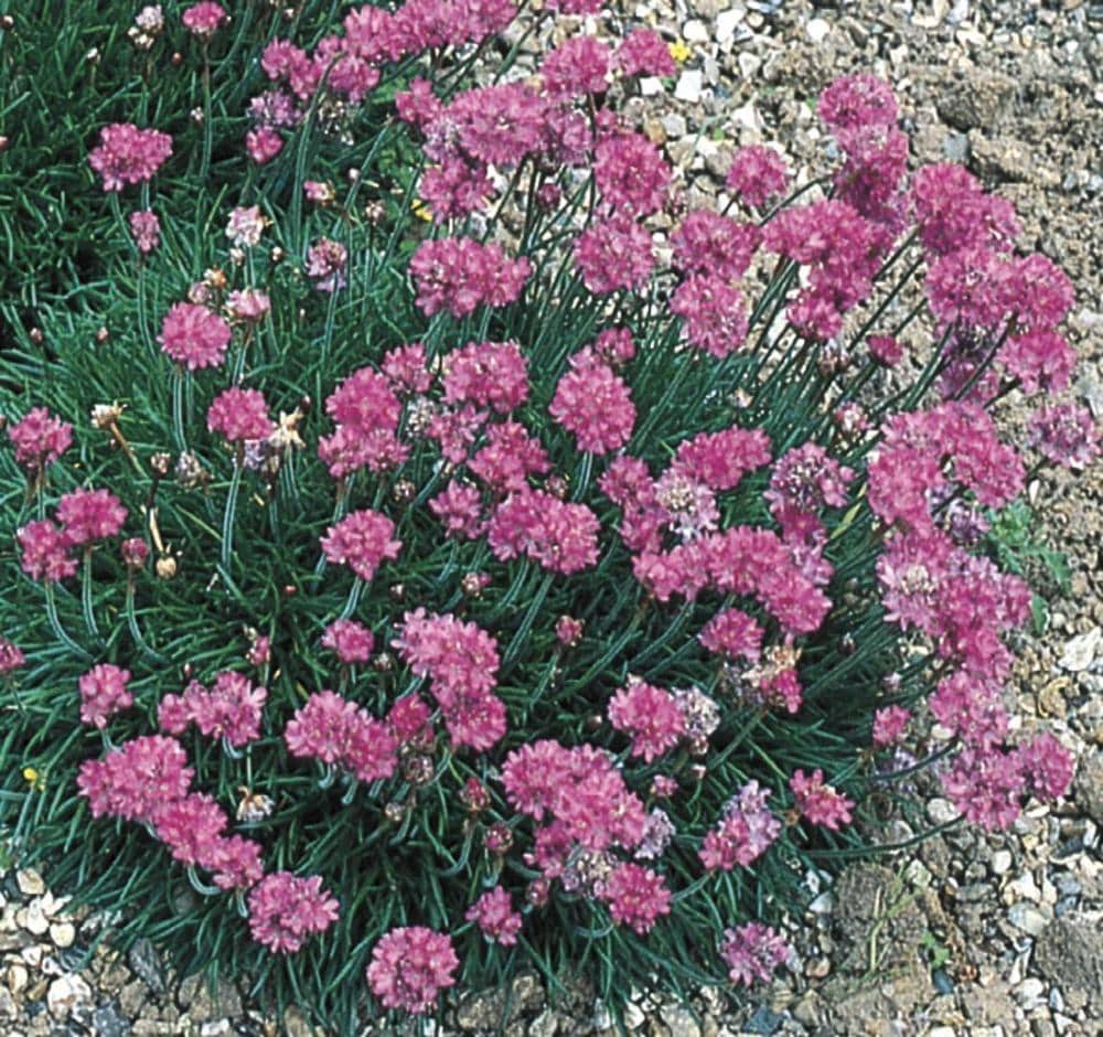 slide 1 of 5, Lowe's Pink Common Thrift Plant in 1.5 -Pint Pot 1.0 -Pack, 1 ct