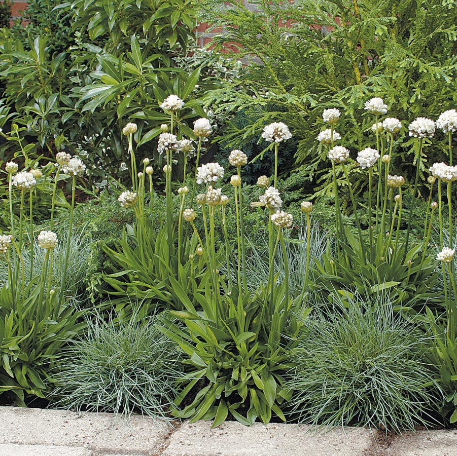 slide 3 of 5, Lowe's Pink Common Thrift Plant in 1.5 -Pint Pot 1.0 -Pack, 1 ct