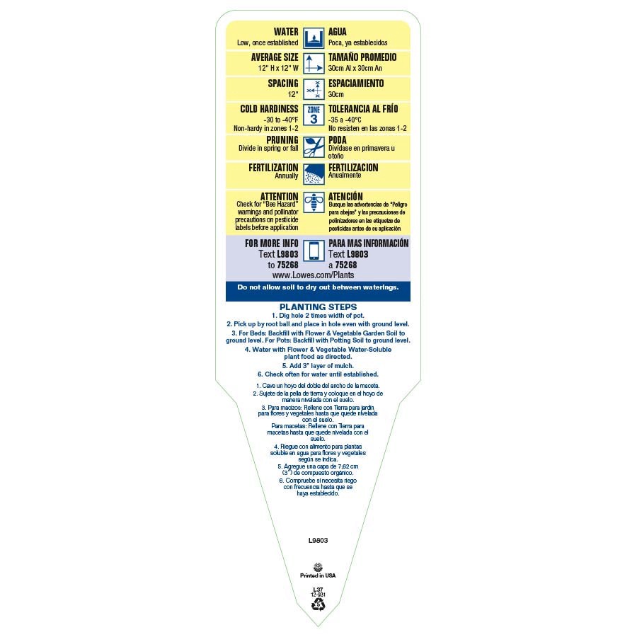 slide 4 of 5, Lowe's Pink Common Thrift Plant in 1.5 -Pint Pot 1.0 -Pack, 1 ct