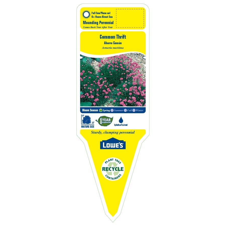 slide 5 of 5, Lowe's Pink Common Thrift Plant in 1.5 -Pint Pot 1.0 -Pack, 1 ct