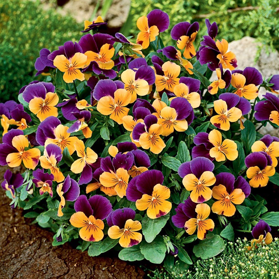 slide 2 of 6, Lowe's Multicolor Johnny Jump Up Plant in 1.5 -Pint Pot, 1 ct