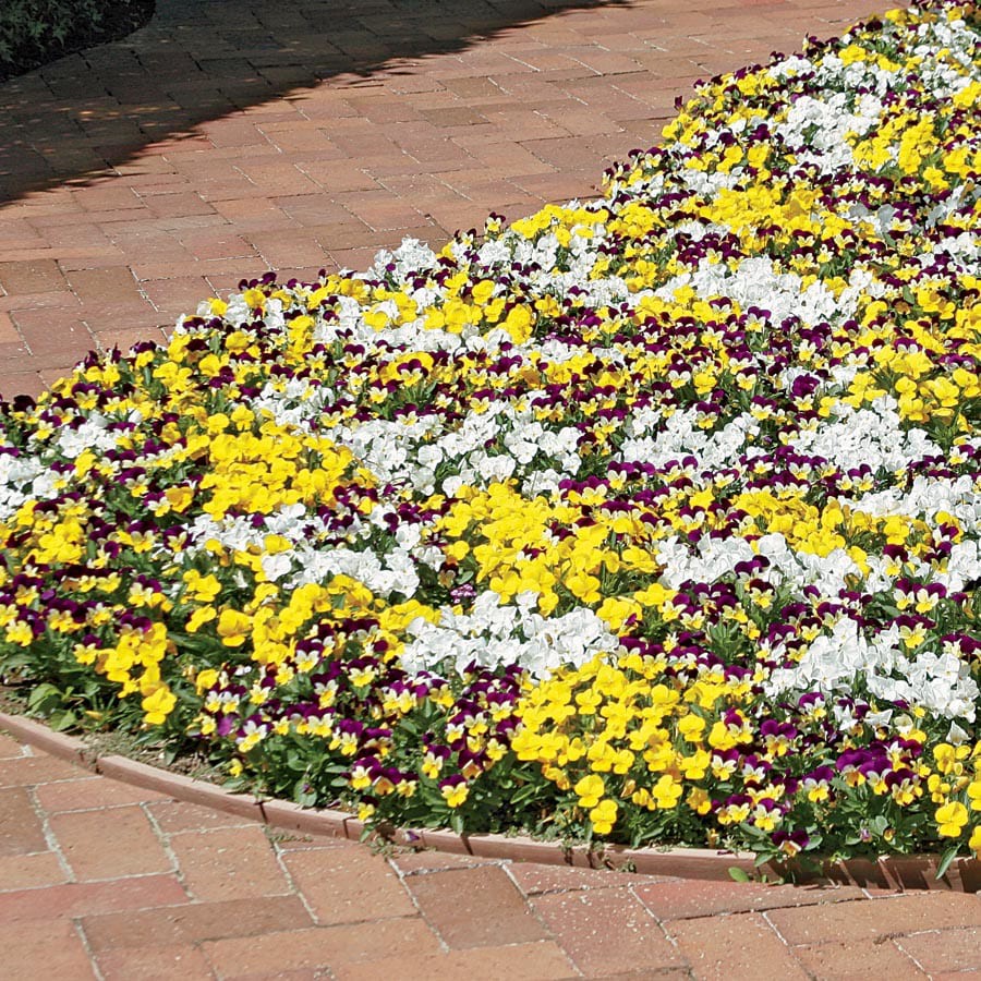 slide 3 of 6, Lowe's Multicolor Johnny Jump Up Plant in 1.5 -Pint Pot, 1 ct