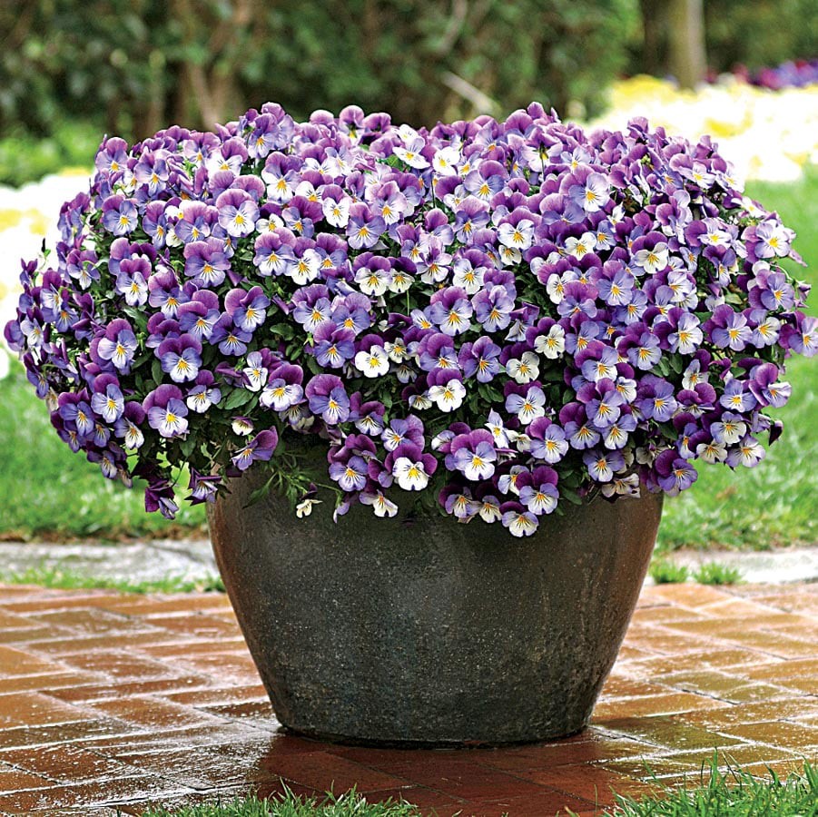 slide 4 of 6, Lowe's Multicolor Johnny Jump Up Plant in 1.5 -Pint Pot, 1 ct