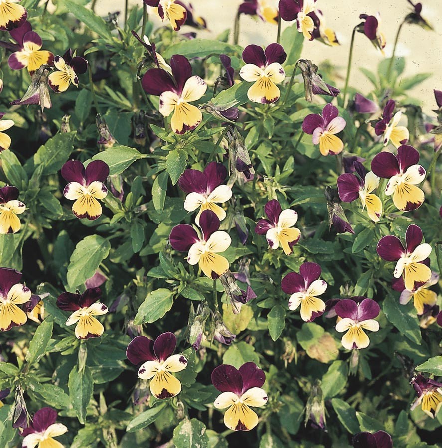 slide 1 of 6, Lowe's Multicolor Johnny Jump Up Plant in 1.5 -Pint Pot, 1 ct