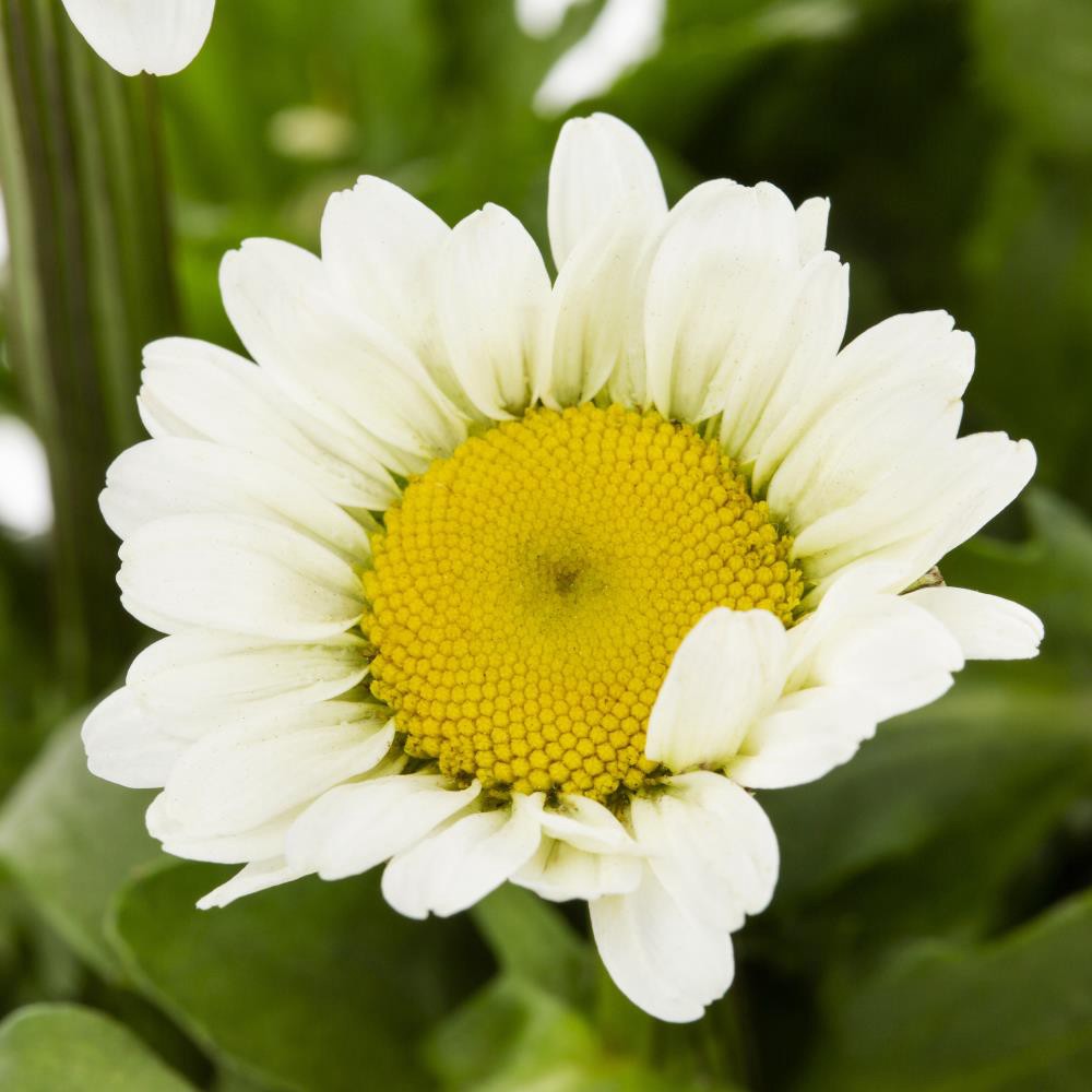 slide 2 of 2, Lowe's Multicolor Shasta Daisy Plant in 1-Quart Pot, 1 ct