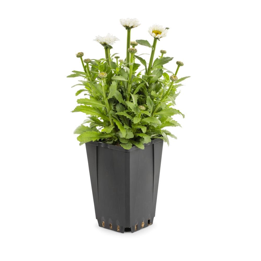 slide 1 of 2, Lowe's Multicolor Shasta Daisy Plant in 1-Quart Pot, 1 ct