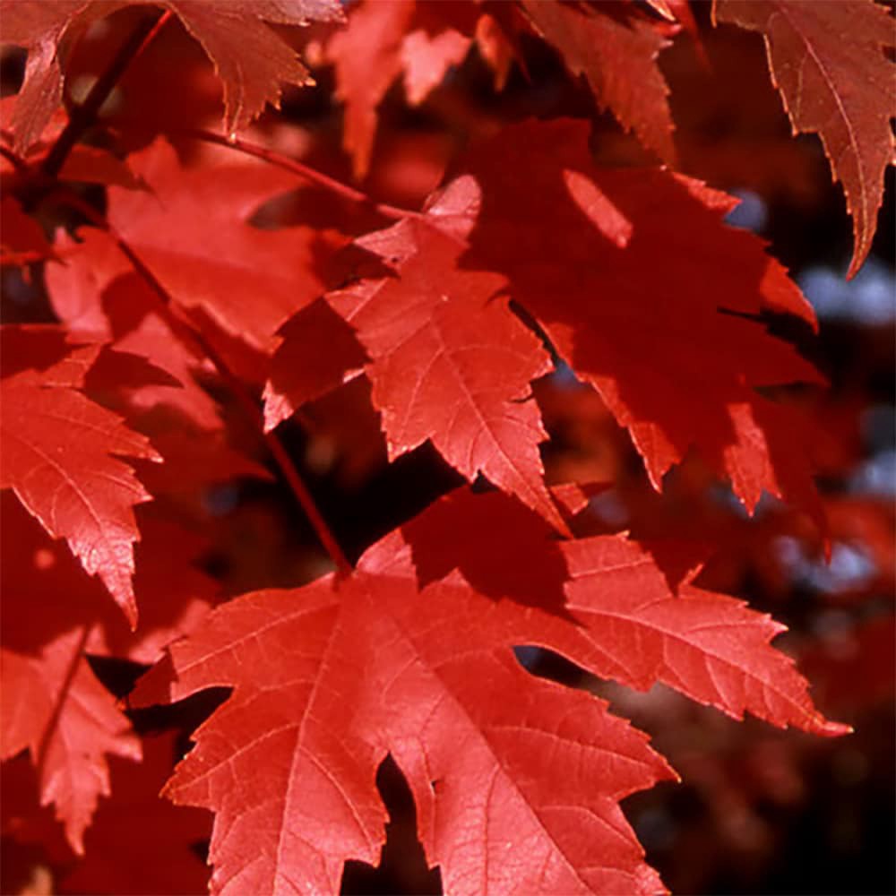 slide 2 of 4, Lowe's 3.58 -Gallon Red Shade Autumn Blaze Maple In pot (with soil), 1 ct