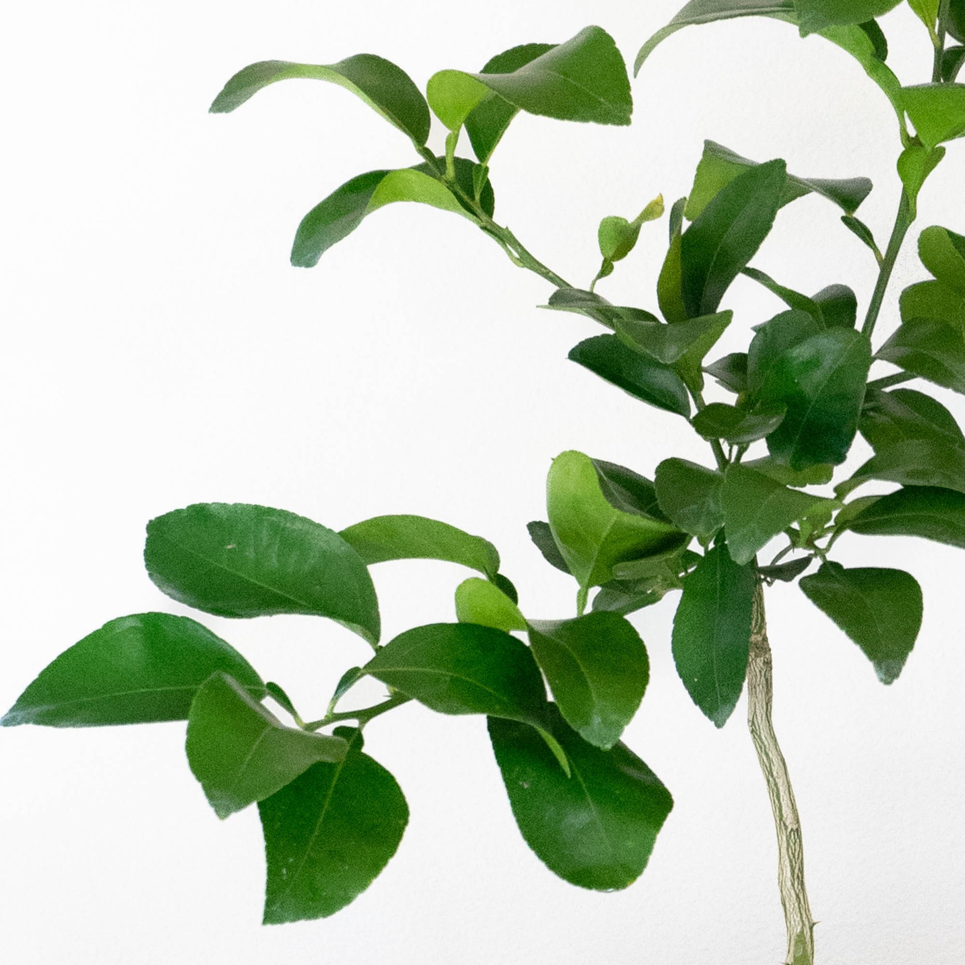 slide 2 of 4, Lowe's 1 -Pack Grapefruit Plant in Pot, 1 ct