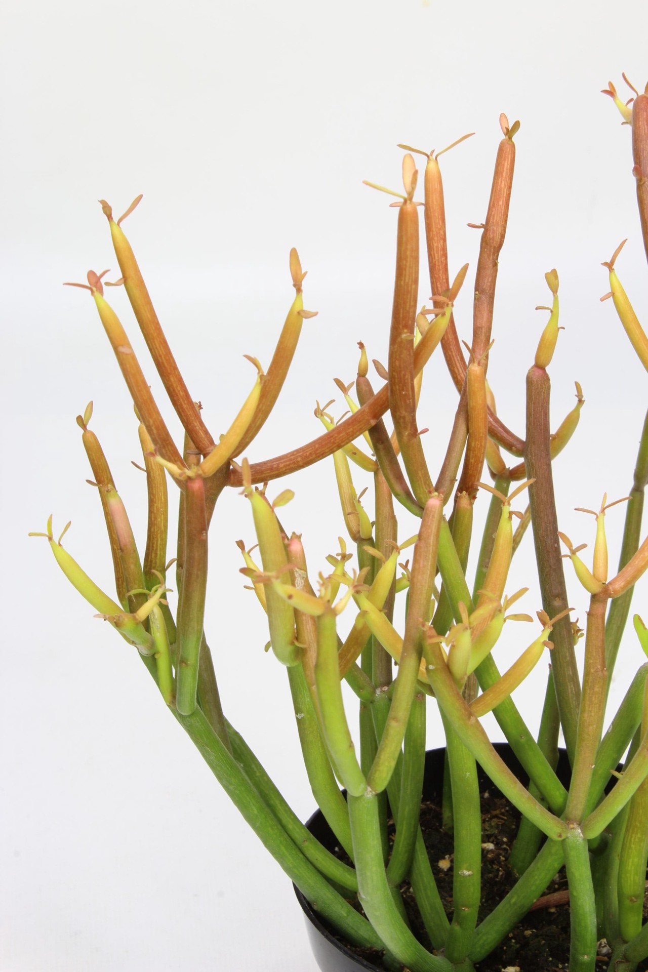 slide 2 of 4, Lowe's 1 -Pack Firesticks Euphorbia in 2.5 -Quart Pot, 1 ct