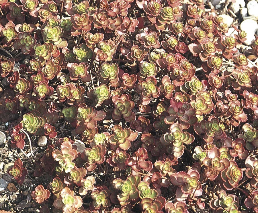 slide 1 of 1, Lowe's Yellow Pork and Beans Plant in -Quart, 1 ct