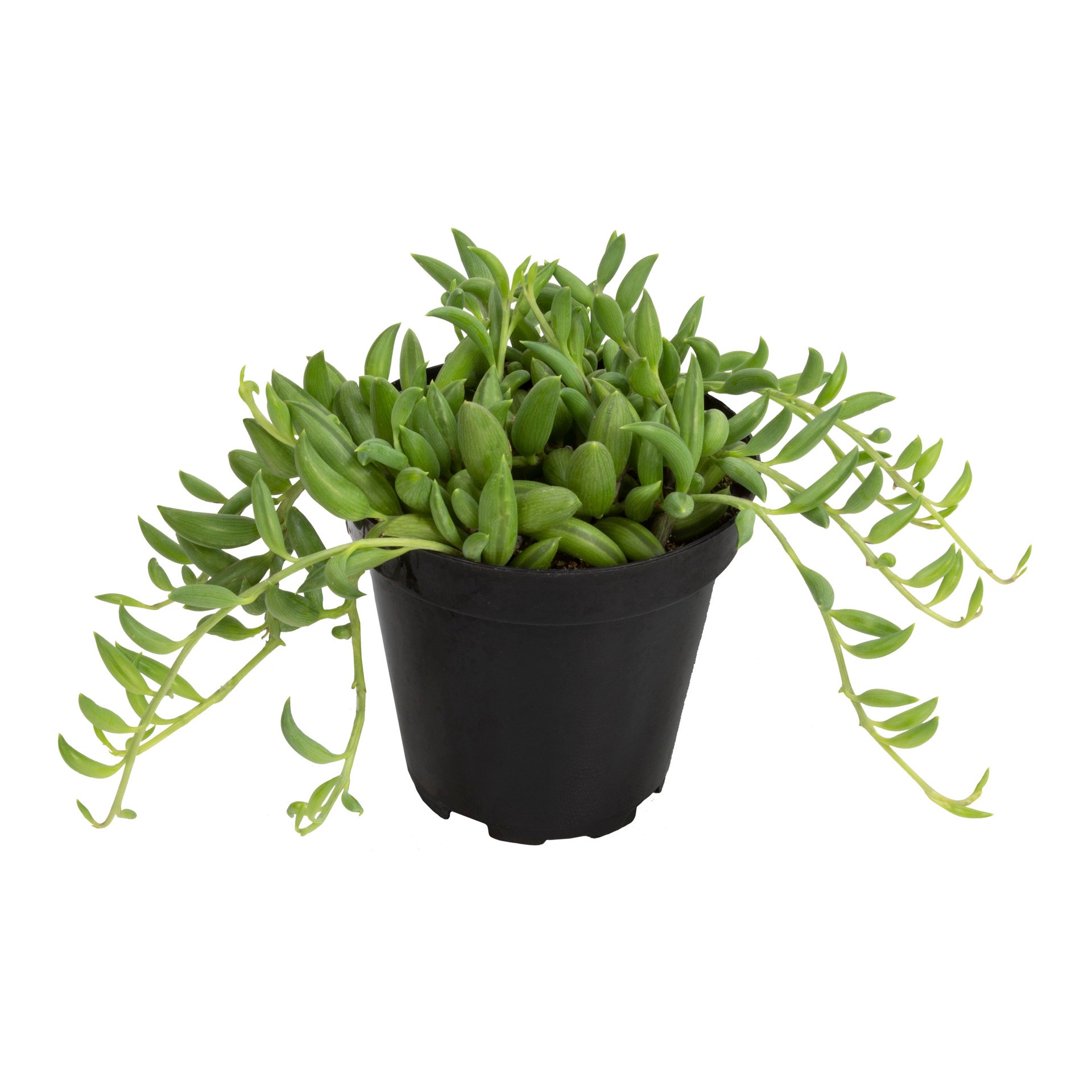 slide 3 of 4, Lowe's Yellow Senecio Succulent Shrub in 2.5-Quart Pot, 1 ct