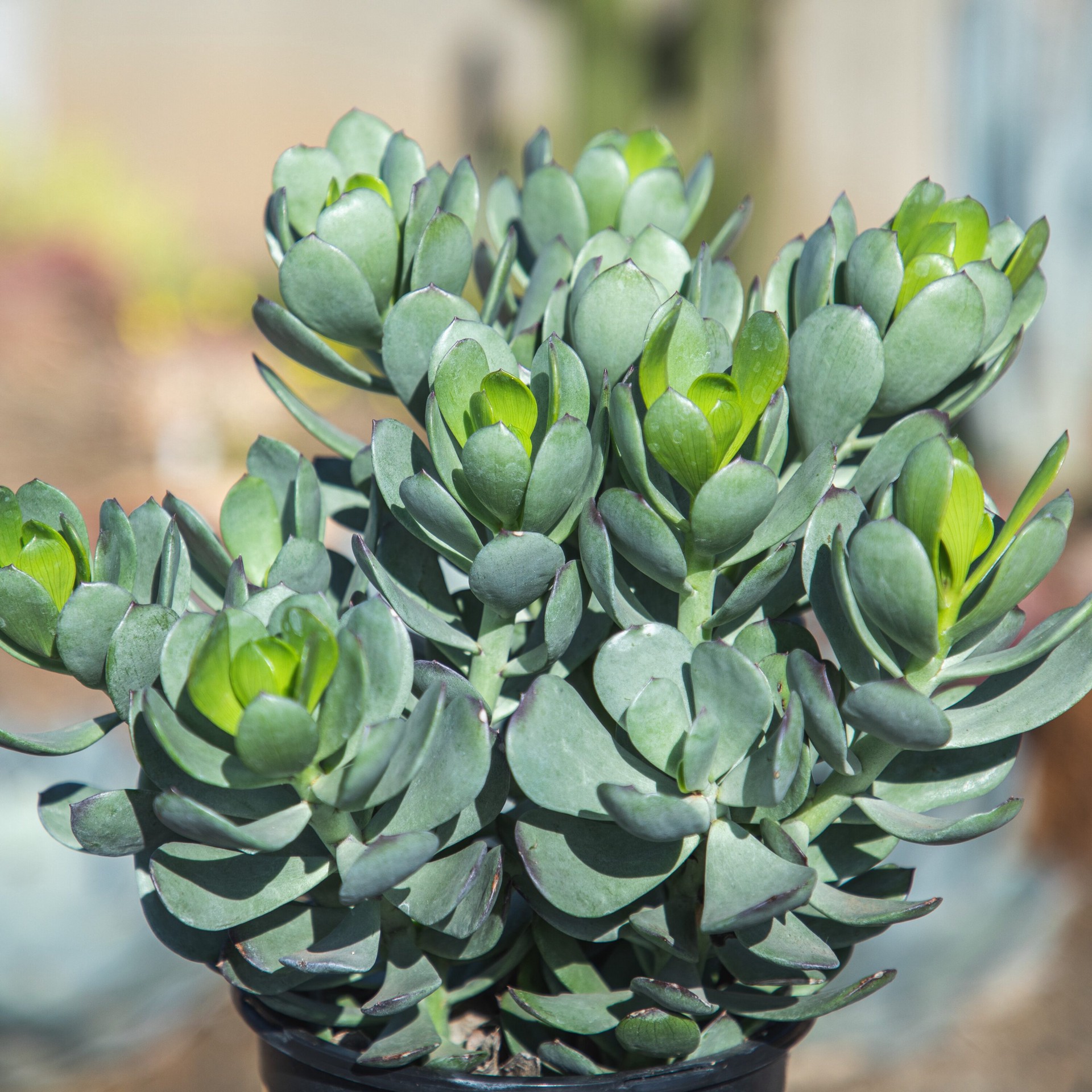 slide 4 of 4, Lowe's Yellow Senecio Succulent Shrub in 2.5-Quart Pot, 1 ct
