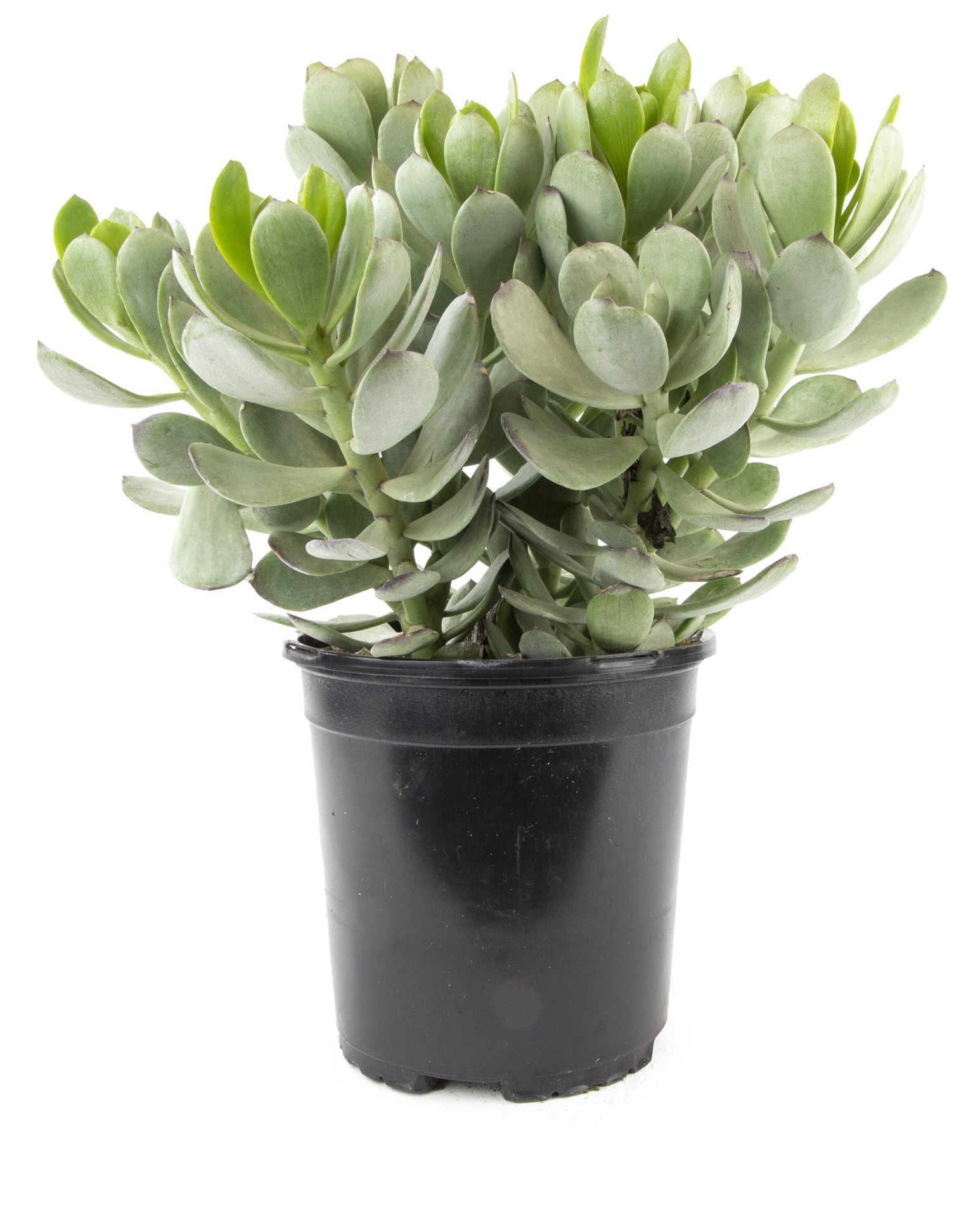 slide 1 of 4, Lowe's Yellow Senecio Succulent Shrub in 2.5-Quart Pot, 1 ct