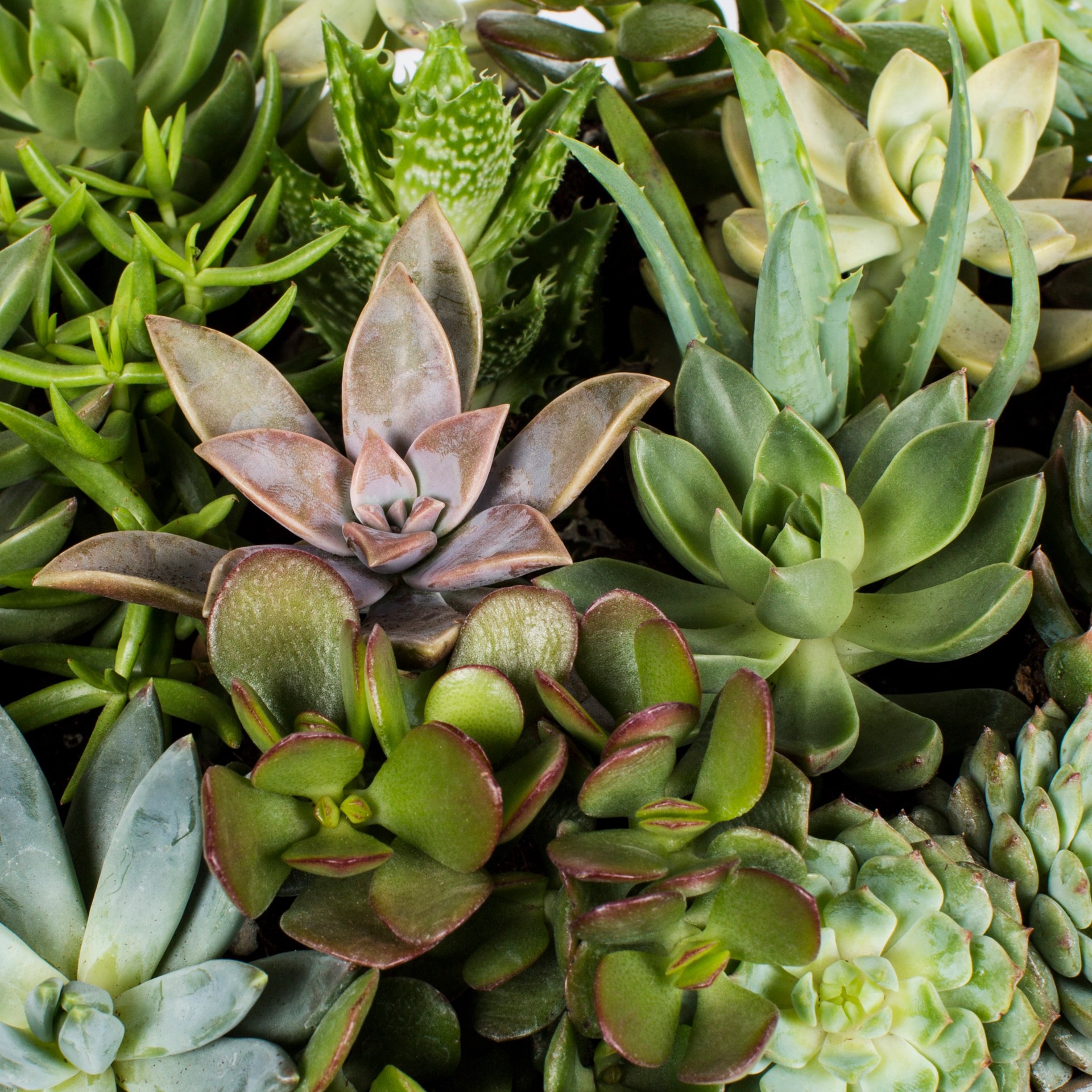 slide 2 of 2, Lowe's Mixed Cacti and Succulents Shrub in 2.44 -Gallon Pot 1.0 -Pack with Multicolor Blooms, 1 ct