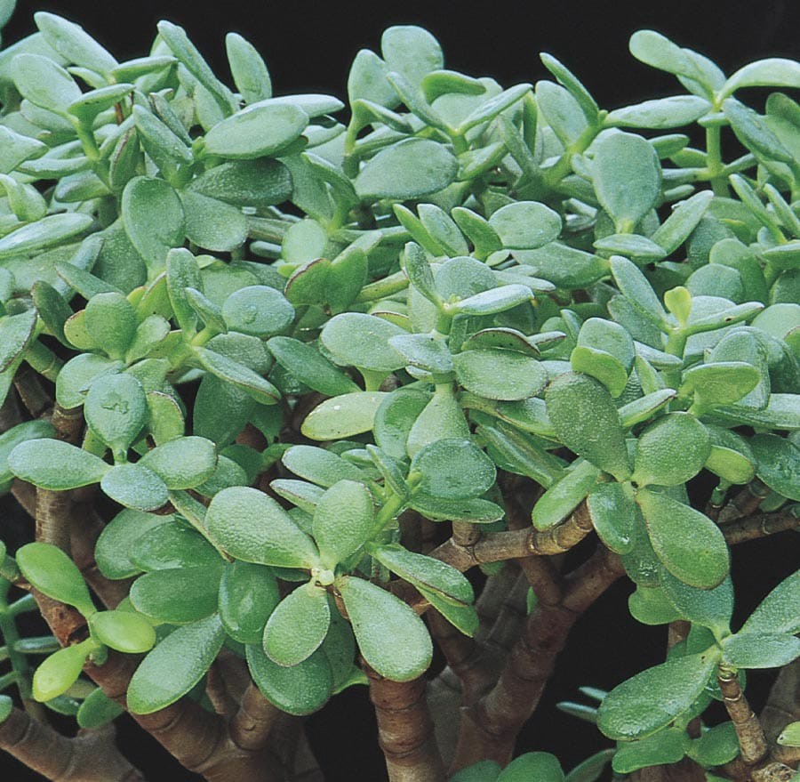 slide 1 of 1, Lowe's Pink Jade Plant Feature Shrub In Pot (With Soil), 1 ct