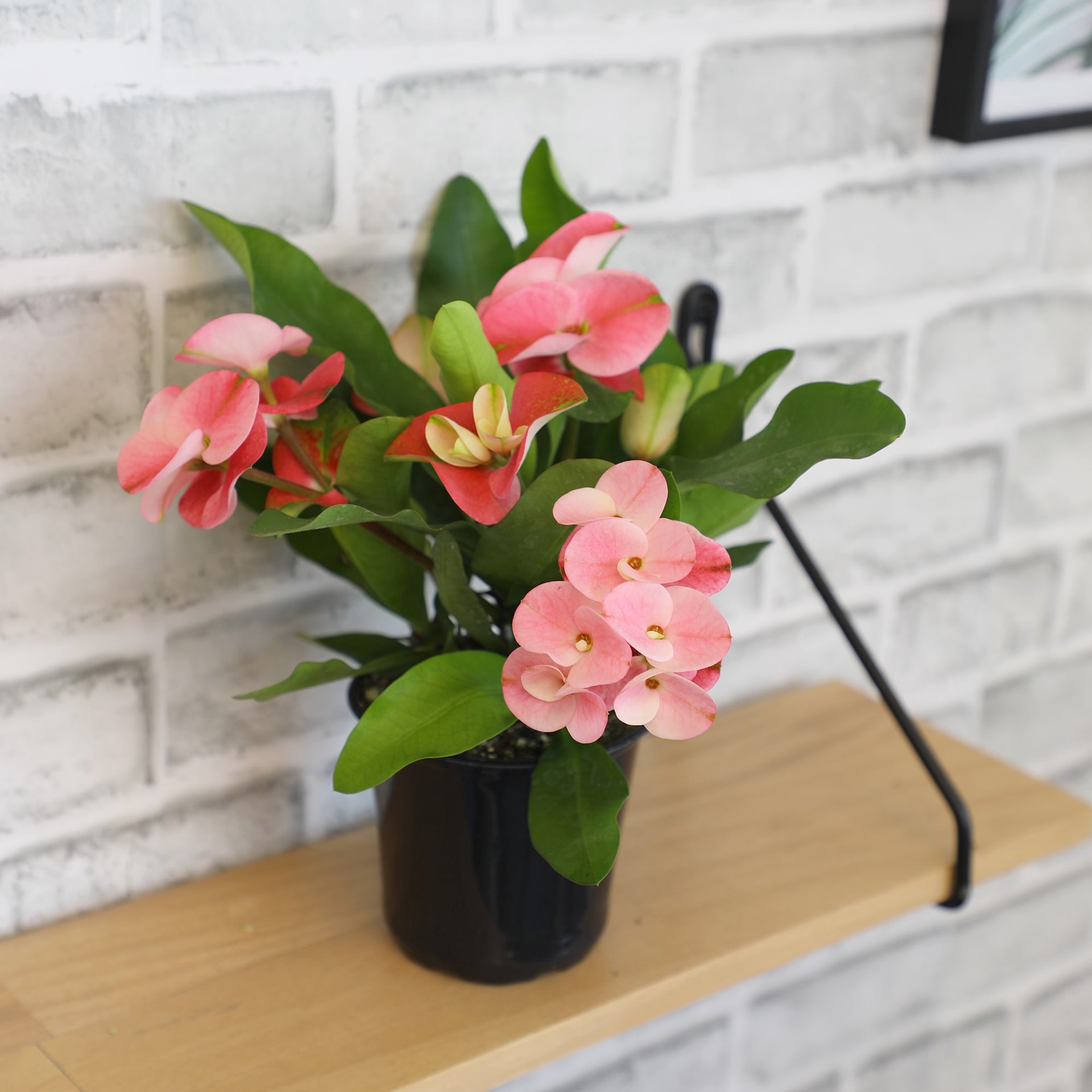 slide 3 of 4, Lowe's Crown of Thorns Shrub in 3.58 -Gallon with Multicolor Blooms, 1 ct