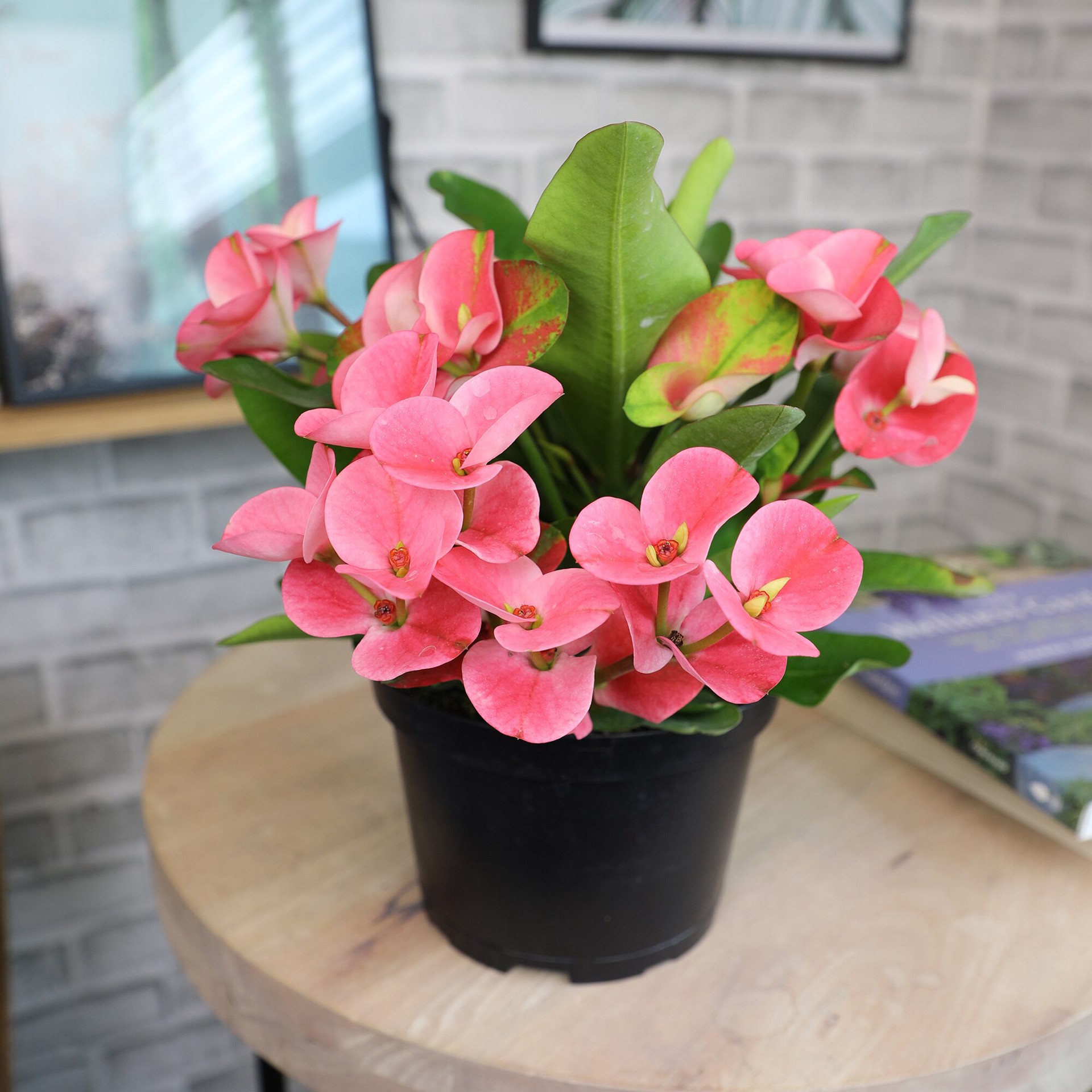 slide 4 of 4, Lowe's Crown of Thorns Shrub in 3.58 -Gallon with Multicolor Blooms, 1 ct