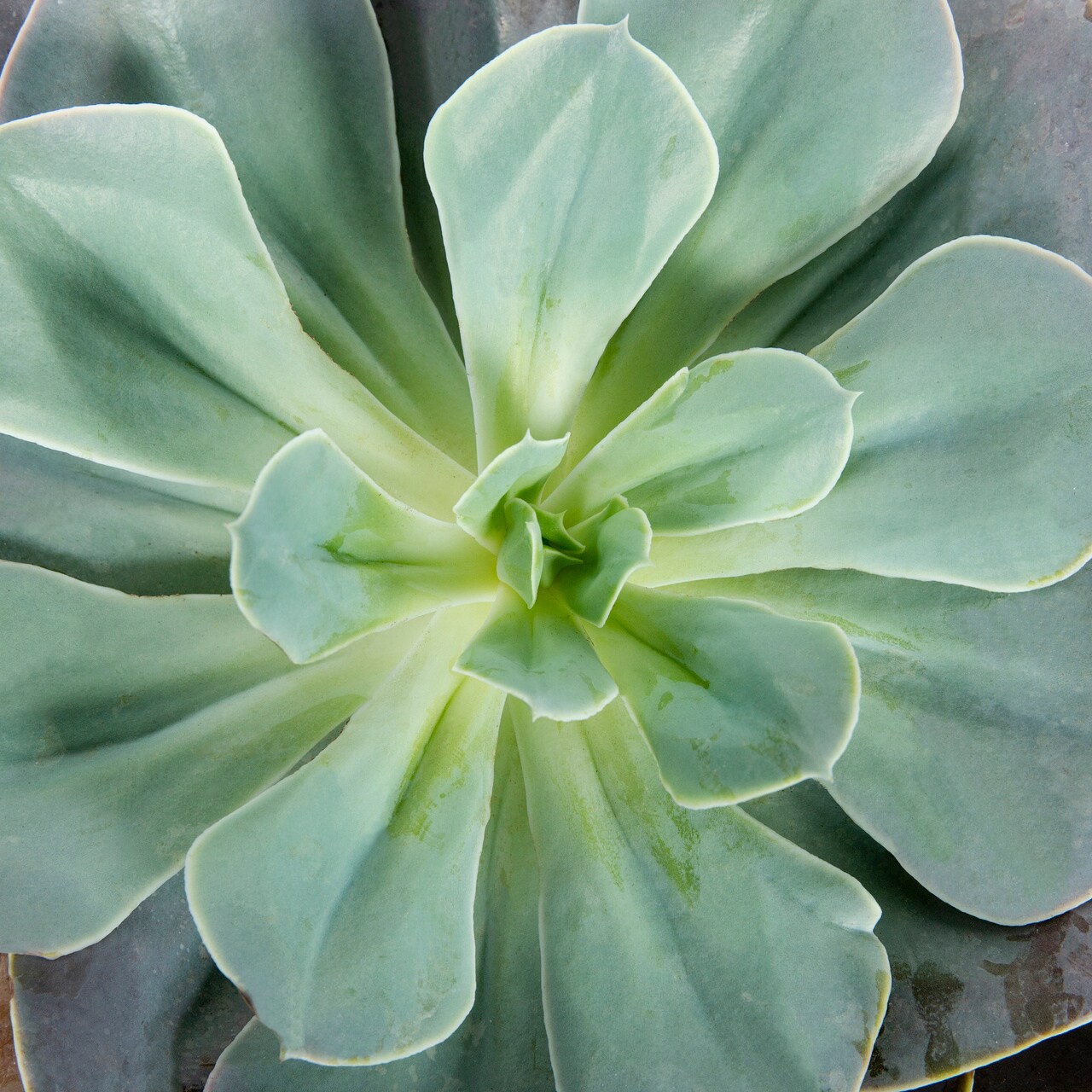 slide 2 of 2, Lowe's Echeveria in 1.5-Gallon (s) Pot, 1 ct