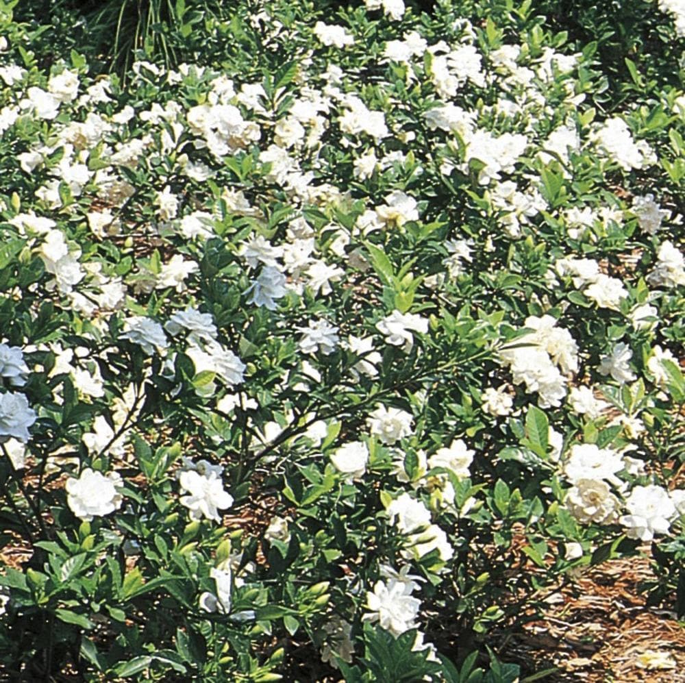 slide 1 of 1, Lowe's White Gardenia Flowering Shrub in 3.38-Gallon (s) Pot, 1 ct