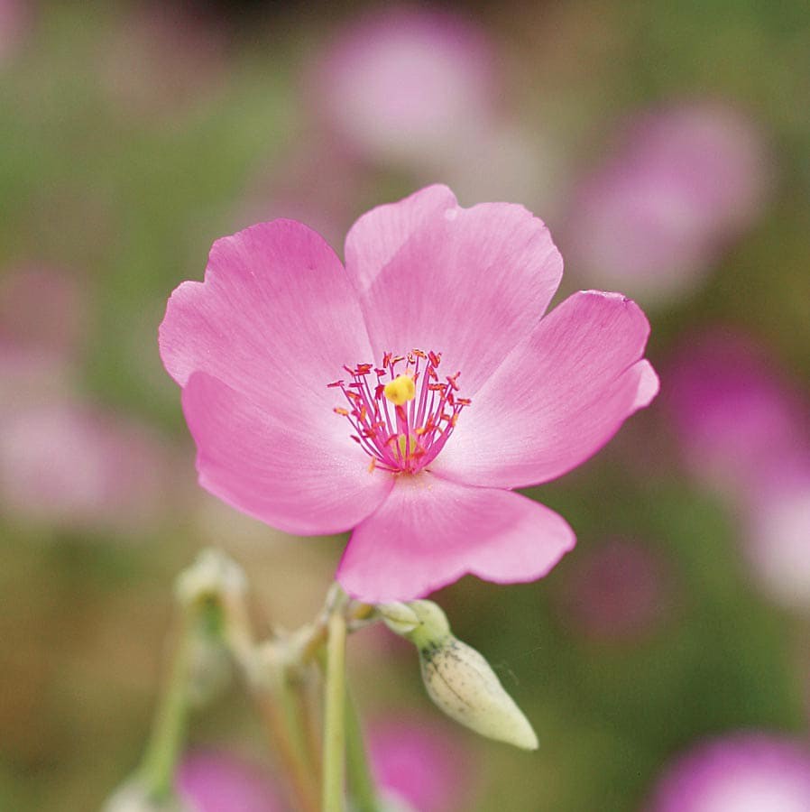 slide 1 of 1, Lowe's 1 -Pack Rock Purslane in 1.5 -Gallon Pot, 1 ct