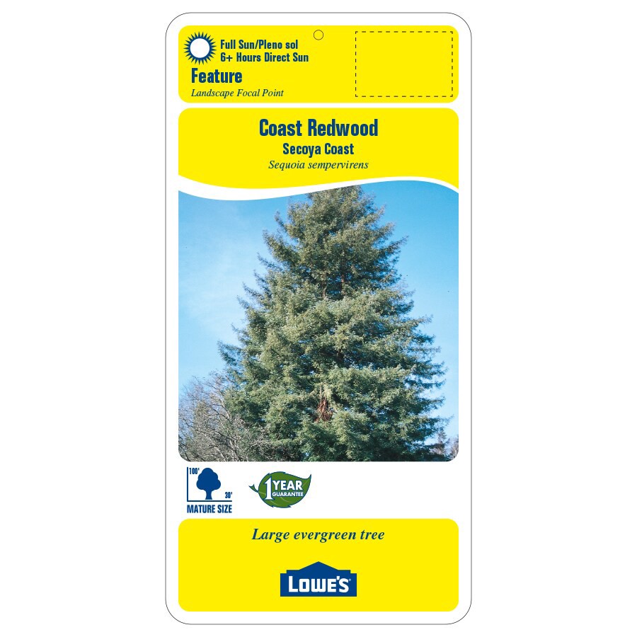 slide 2 of 3, Lowe's -Gallon Feature Coast Redwood In pot (with soil), 1 ct