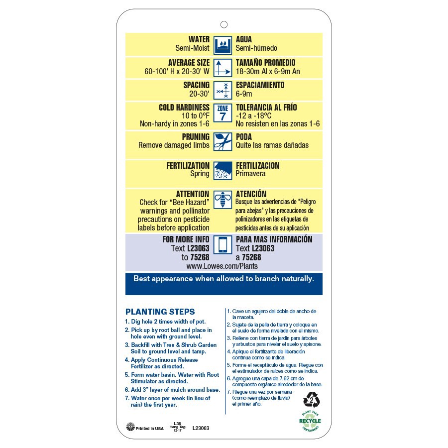 slide 3 of 3, Lowe's -Gallon Feature Coast Redwood In pot (with soil), 1 ct
