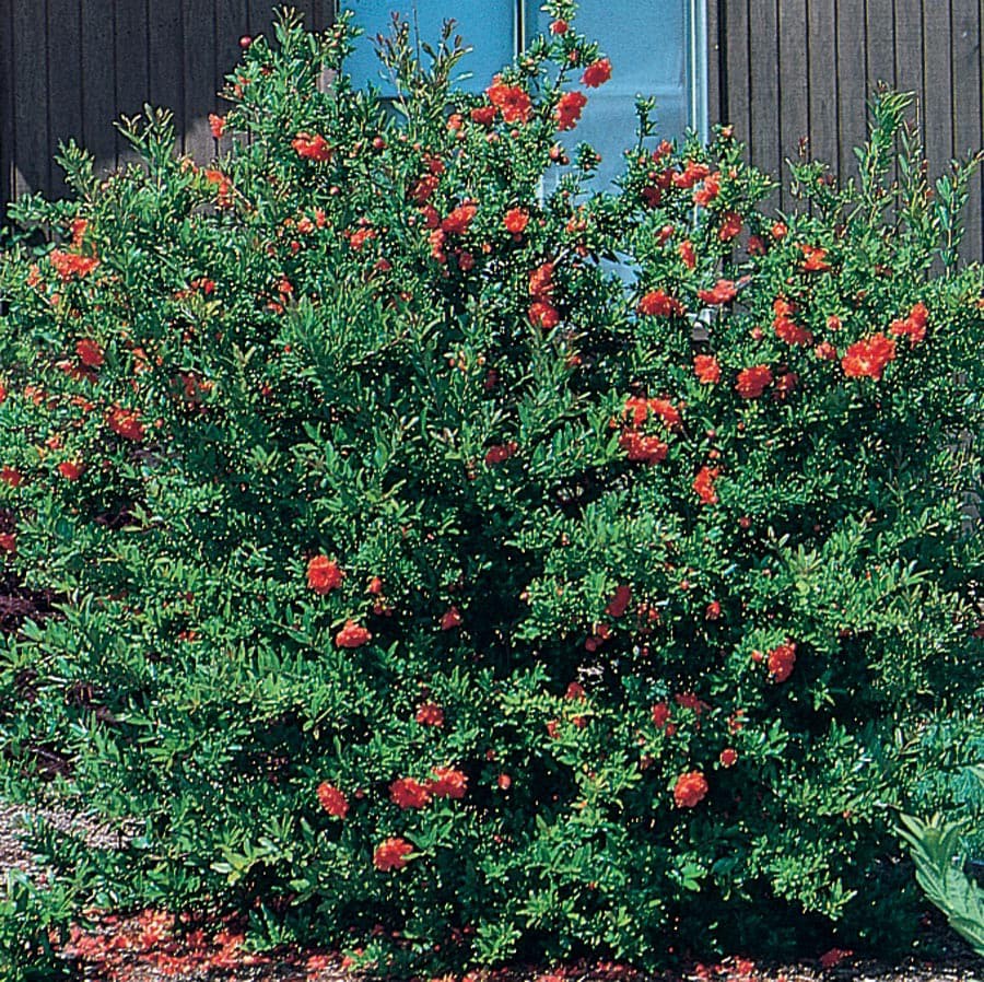 slide 1 of 1, Lowe's Dwarf Pomegranate Accent Shrub in In pot (with soil) with Red Blooms, 1 ct