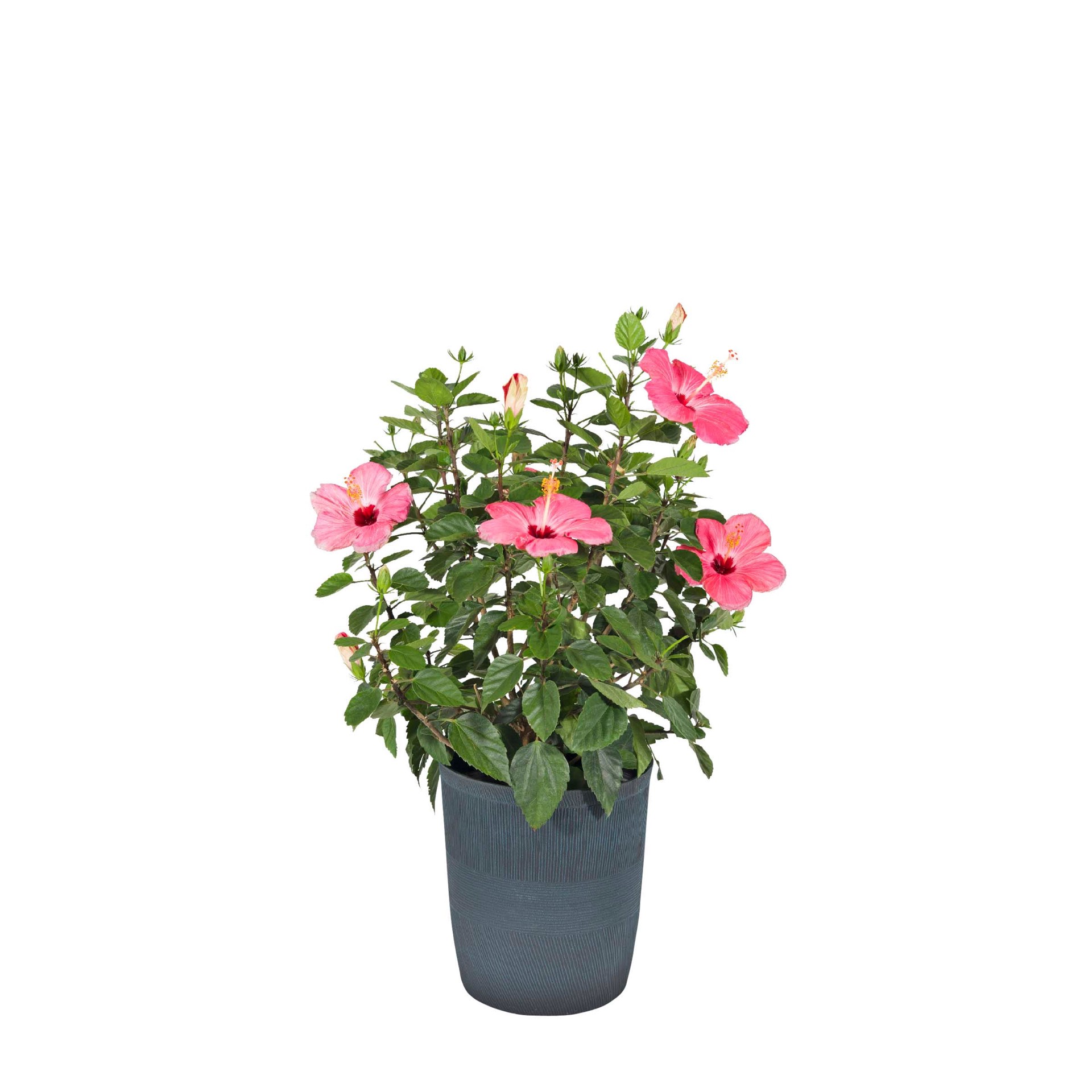 slide 2 of 6, Lowe's Yellow Hawaiian Sunset Hibiscus Flowering Shrub in 2.37-Gallon (s) Planter, 1 ct