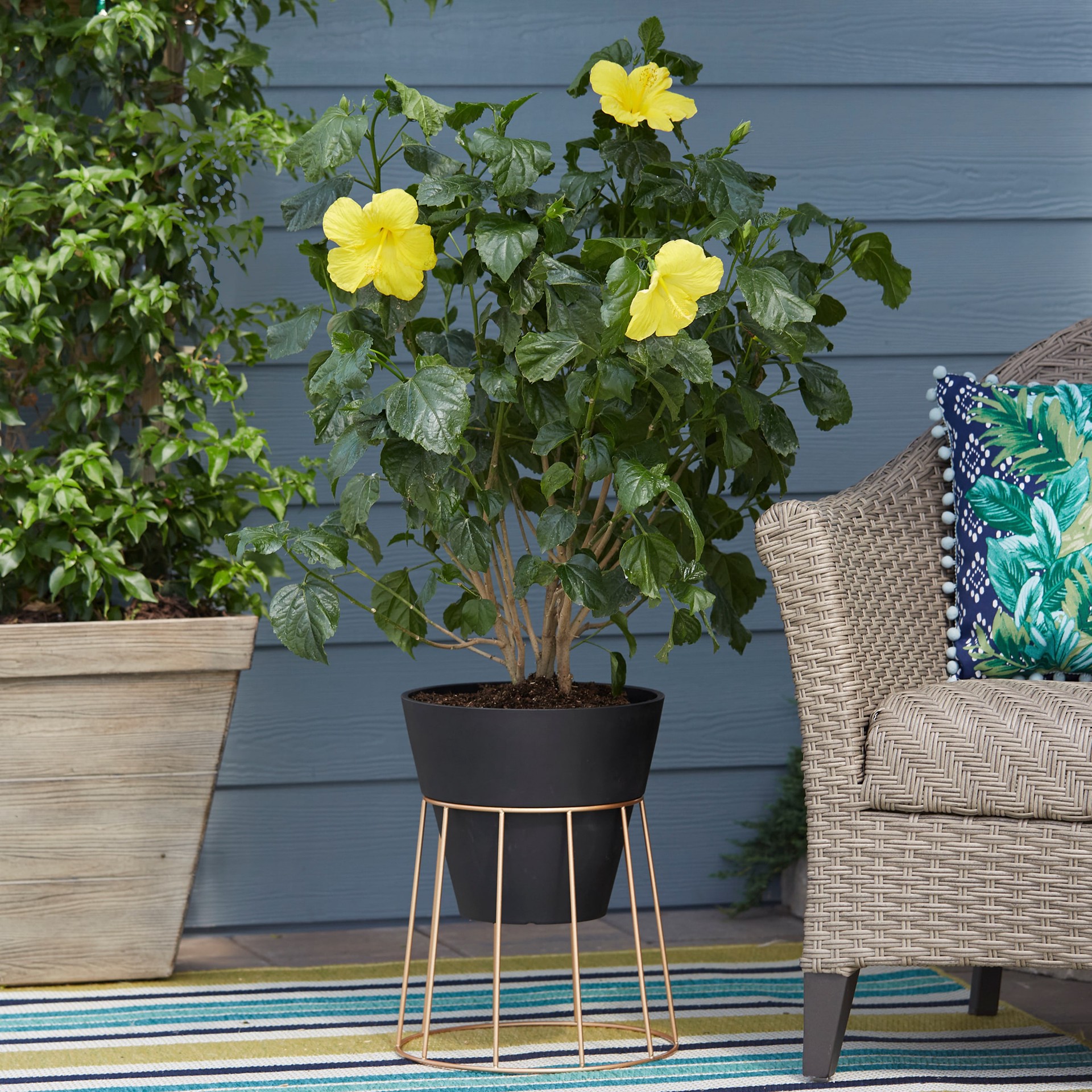 slide 3 of 6, Lowe's Yellow Hawaiian Sunset Hibiscus Flowering Shrub in 2.37-Gallon (s) Planter, 1 ct