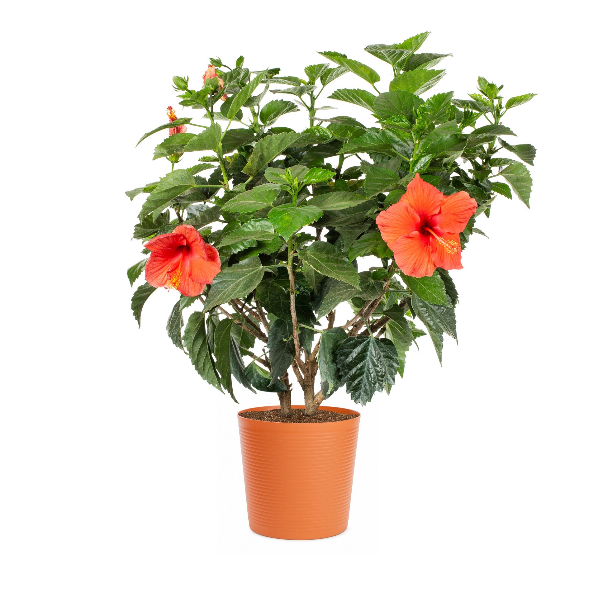 slide 6 of 6, Lowe's Yellow Hawaiian Sunset Hibiscus Flowering Shrub in 2.37-Gallon (s) Planter, 1 ct