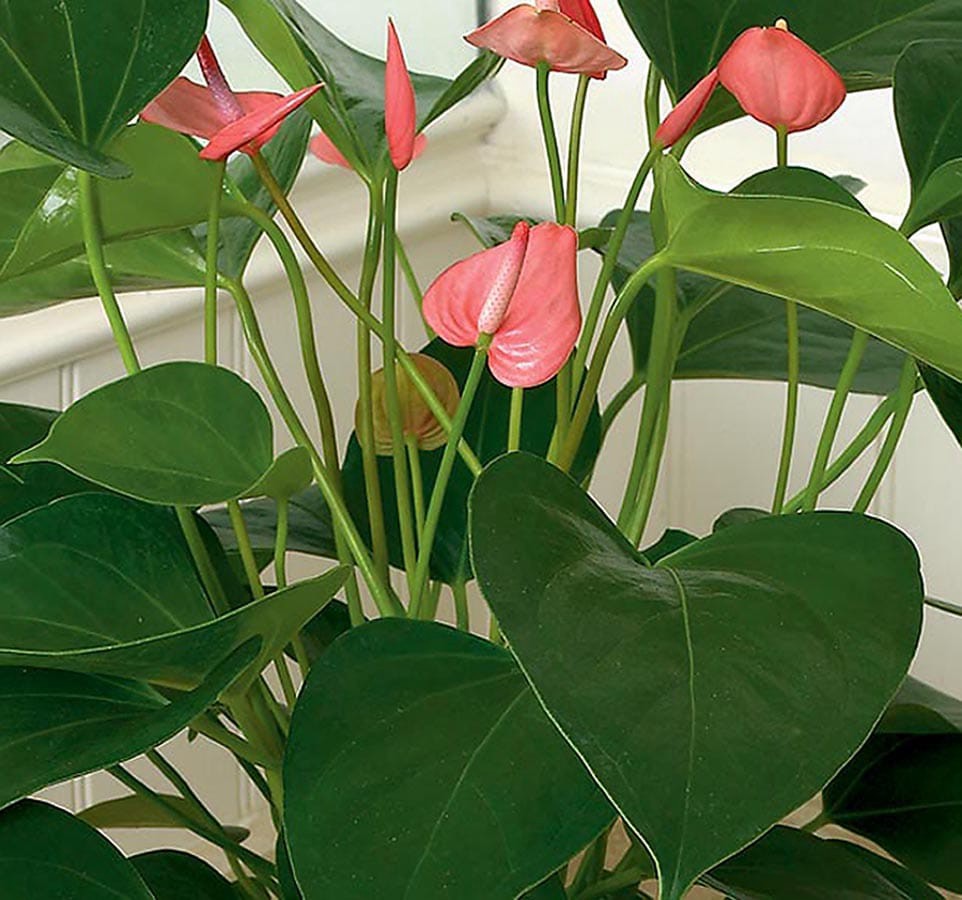 slide 1 of 1, Lowe's Mixed Anthurium House plant in, 1 ct