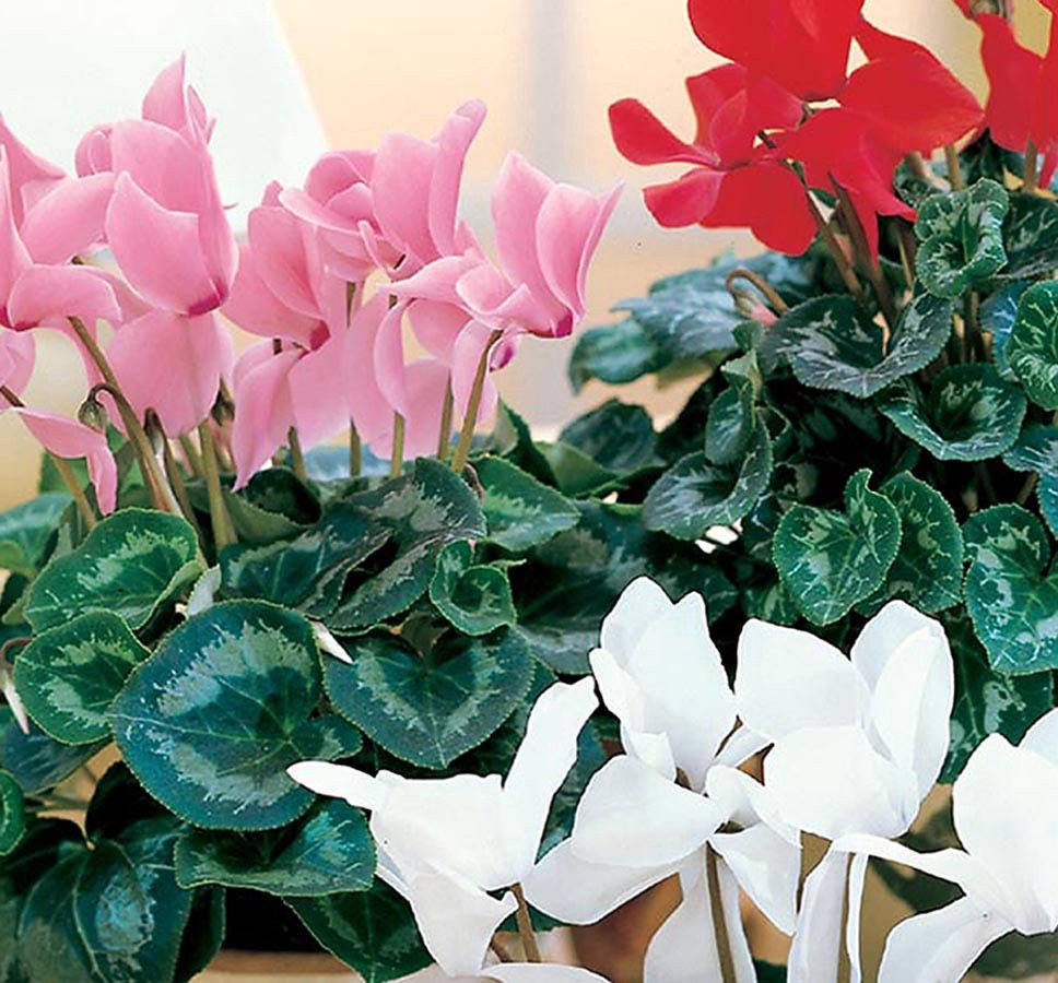 slide 1 of 1, Lowe's Mixed Cyclamen House plant in, 1 ct