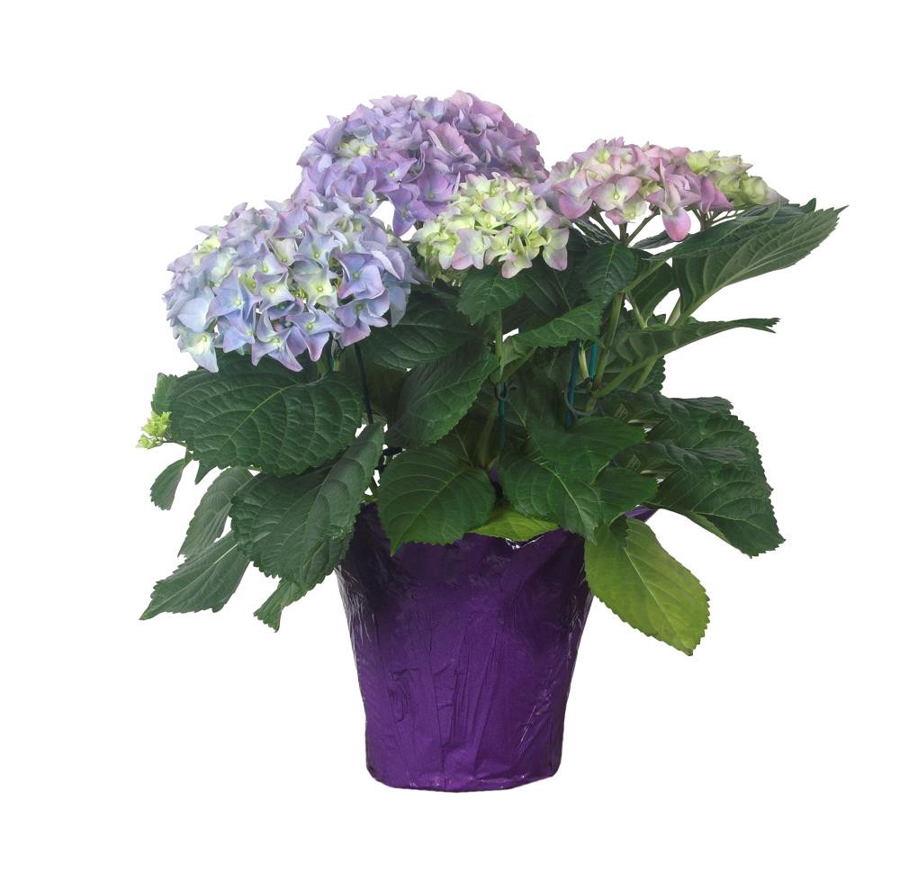 slide 1 of 1, Lowe's Multicolor Hydrangea House plant in Quart(s) Pot 1.0 -Pack, 1 ct