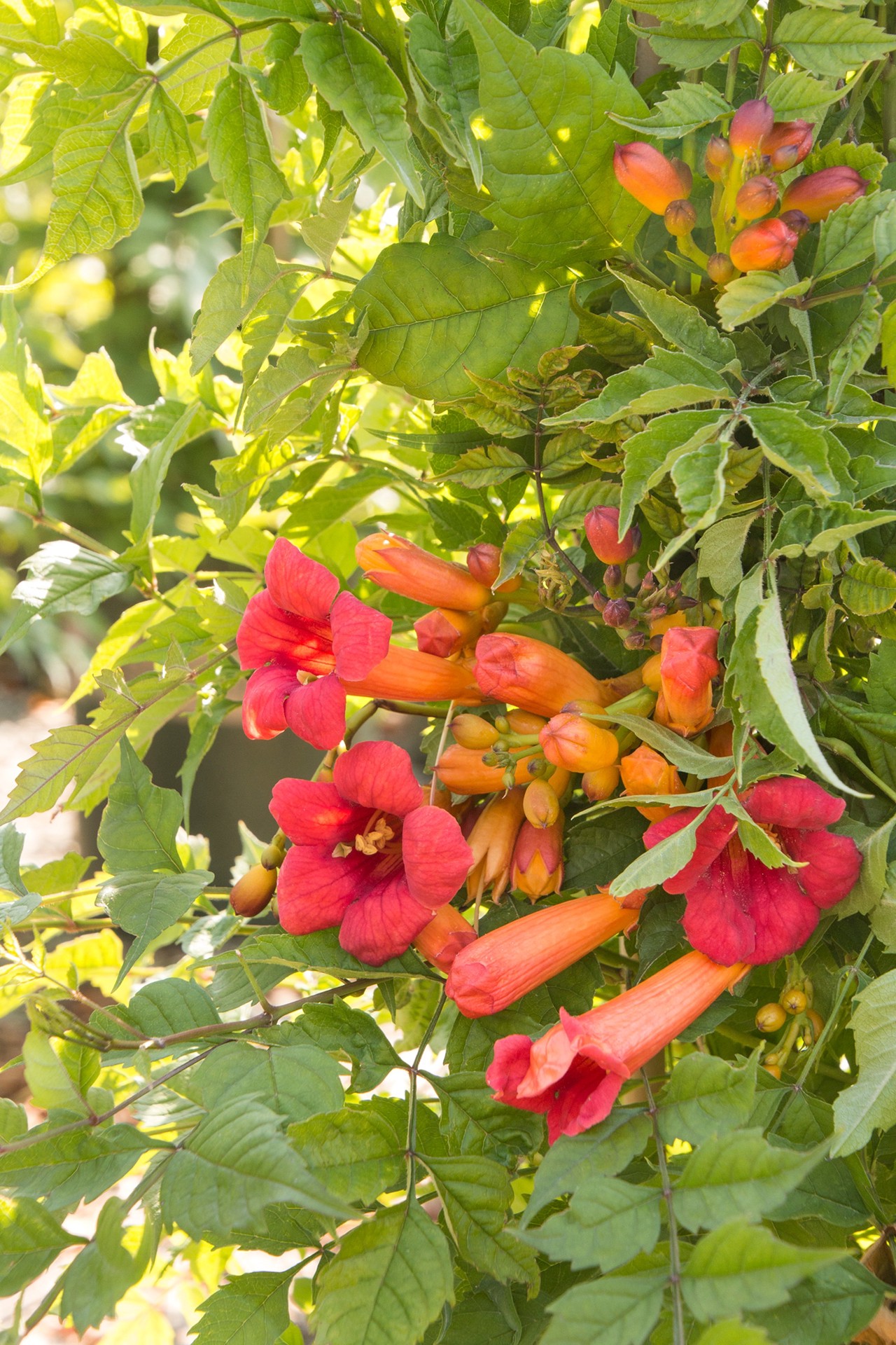 slide 2 of 3, Monrovia 2.6 -Quart Pot Balboa Sunset Trumpet Vine, 1 ct