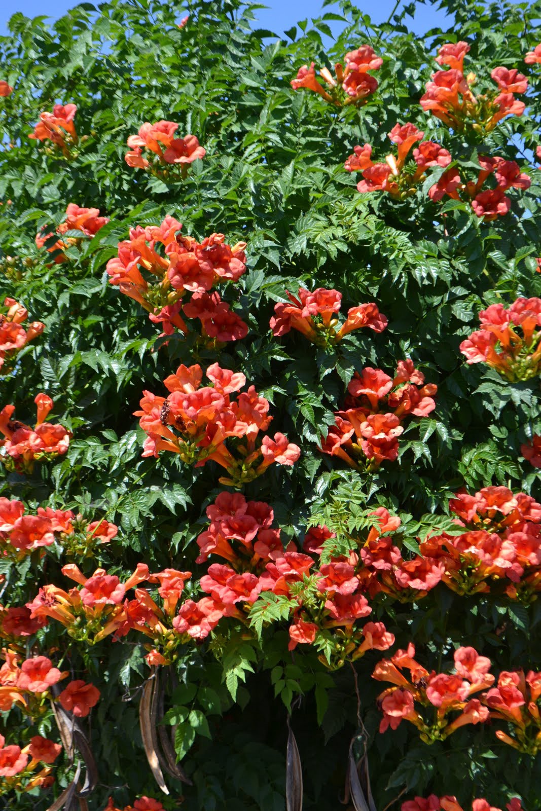 slide 3 of 3, Monrovia 2.6 -Quart Pot Balboa Sunset Trumpet Vine, 1 ct