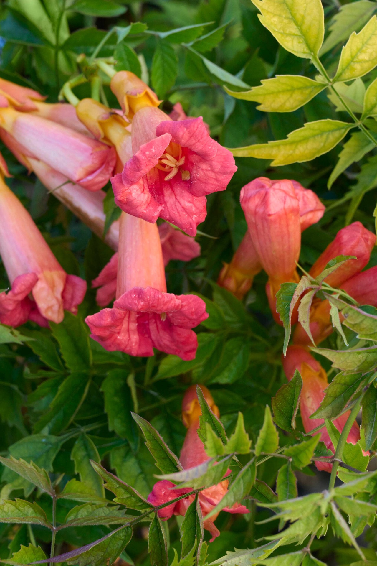 slide 1 of 3, Monrovia 2.6 -Quart Pot Balboa Sunset Trumpet Vine, 1 ct