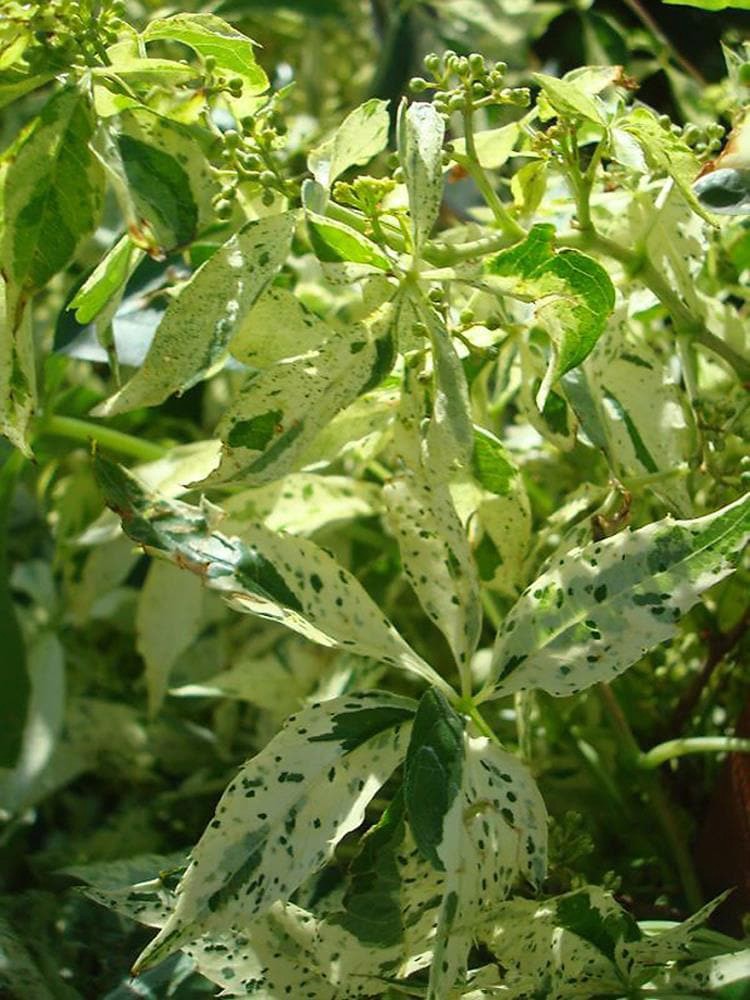 slide 1 of 1, Monrovia 2.6 -Quart Pot Star Showers Virginia Creeper P10128, 1 ct