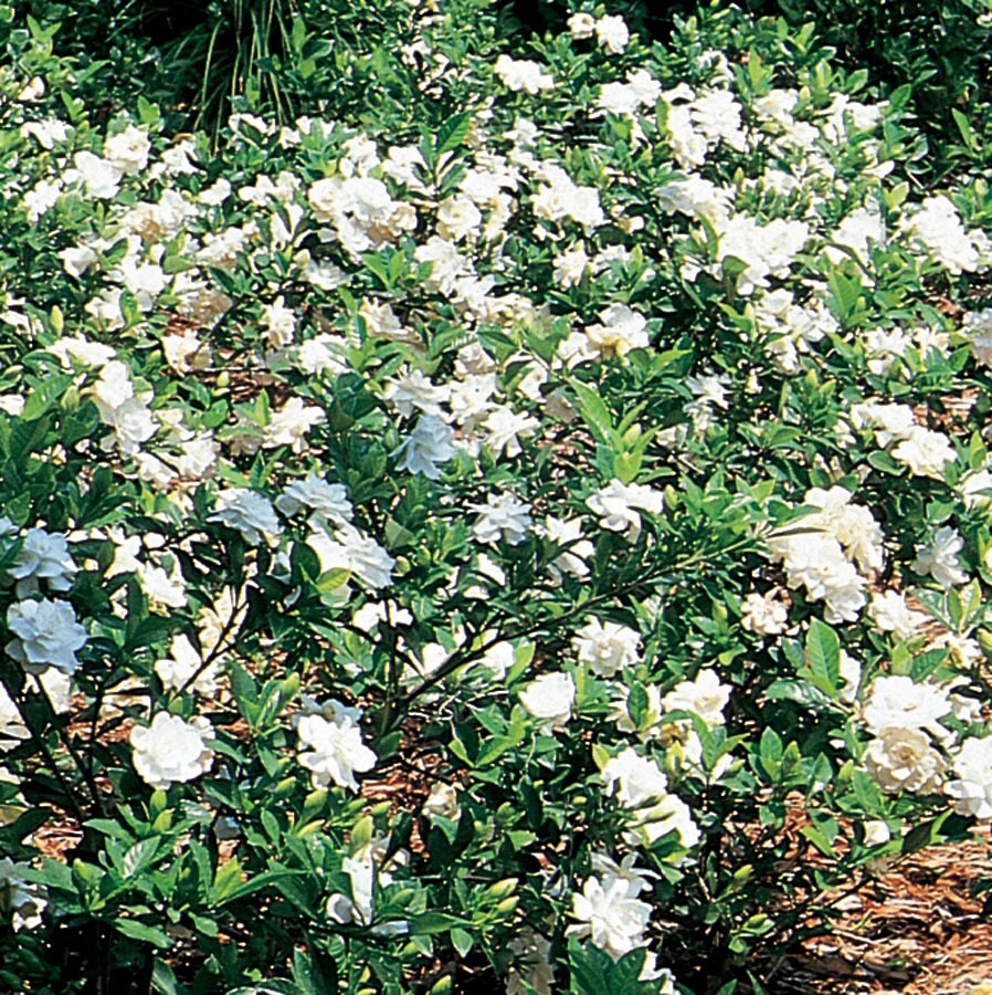 slide 1 of 1, Lowe's Gardenia Flowering Shrub in Pot with White Blooms, 1 ct