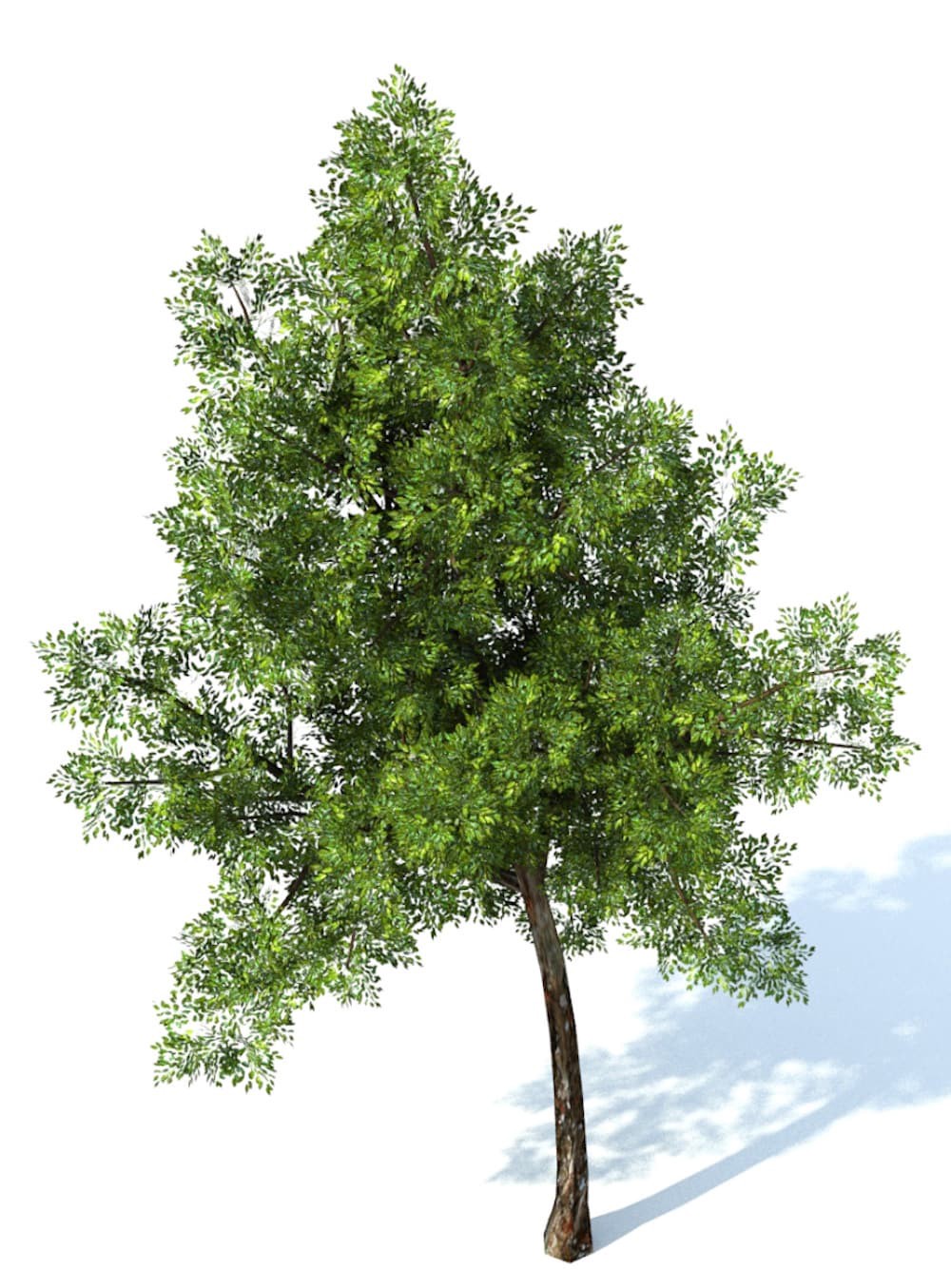 slide 3 of 4, Lowe's 7.28 -Gallon Feature Swedish Aspen In pot (with soil), 1 ct