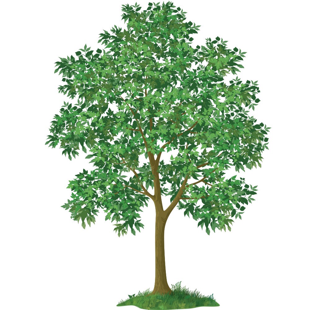 slide 4 of 4, Lowe's 7.28 -Gallon Feature Swedish Aspen In pot (with soil), 1 ct