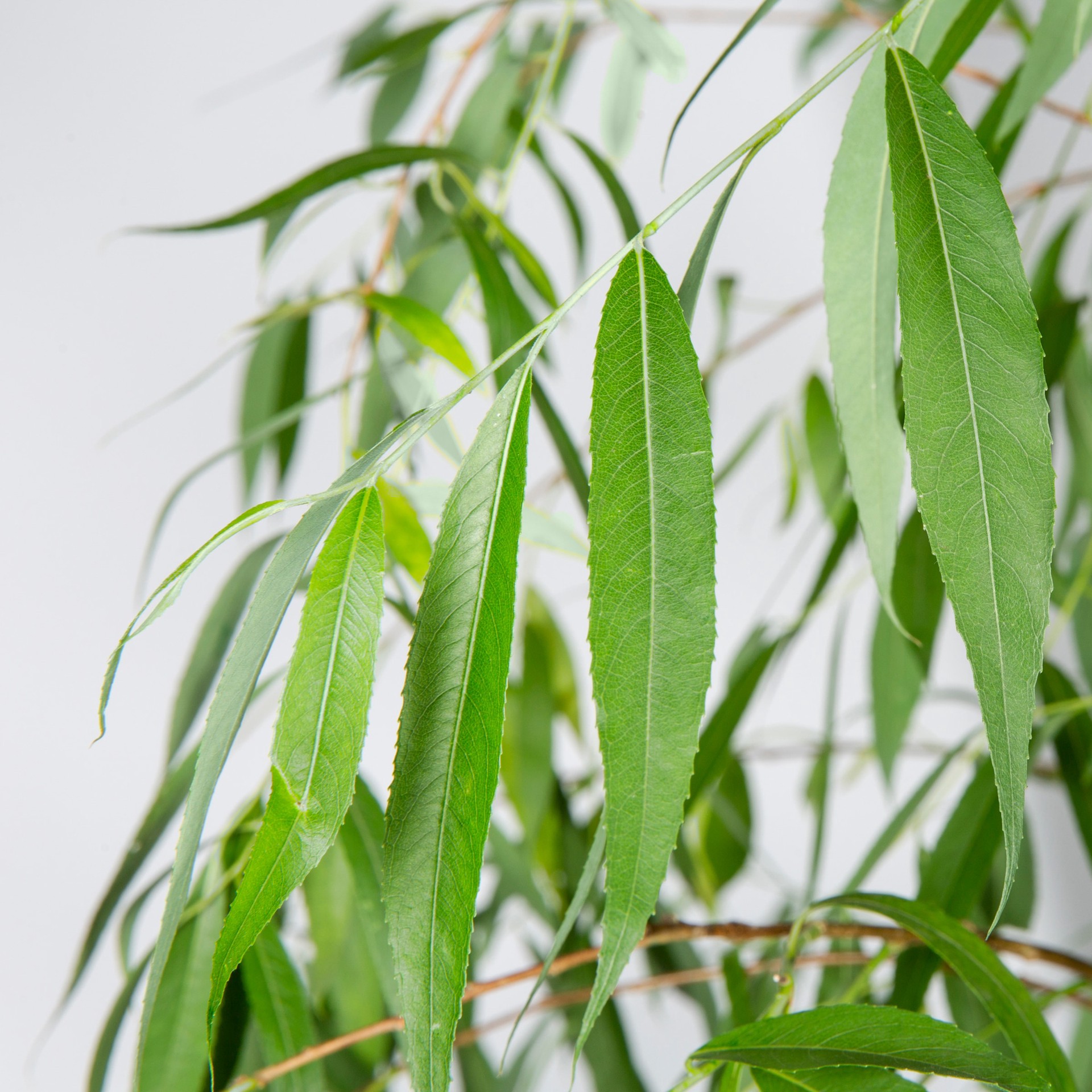 slide 2 of 5, Lowe's 7.28 -Gallon Shade Green Weeping Willow In pot (with soil), 1 ct