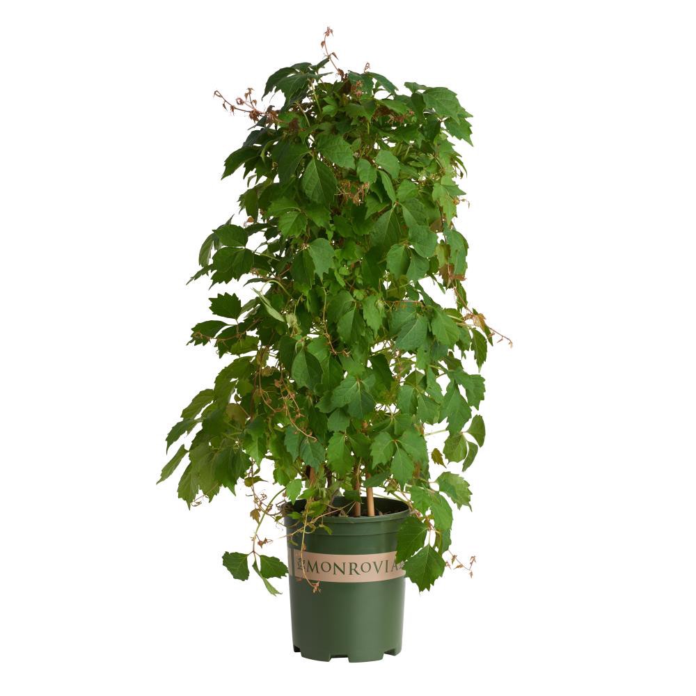 slide 1 of 1, Monrovia 3 -Quart Pot Boston Ivy, 1 ct