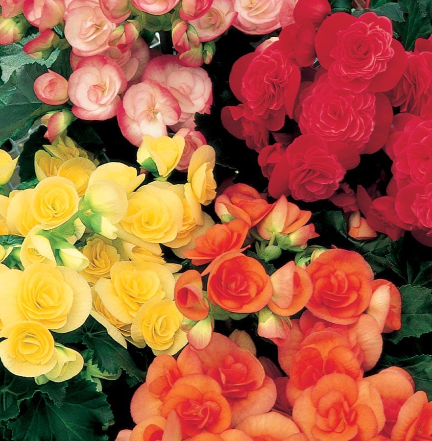 slide 1 of 1, Lowe's Multicolor Rieger Begonia in 1.25 Quart(s), 1 ct