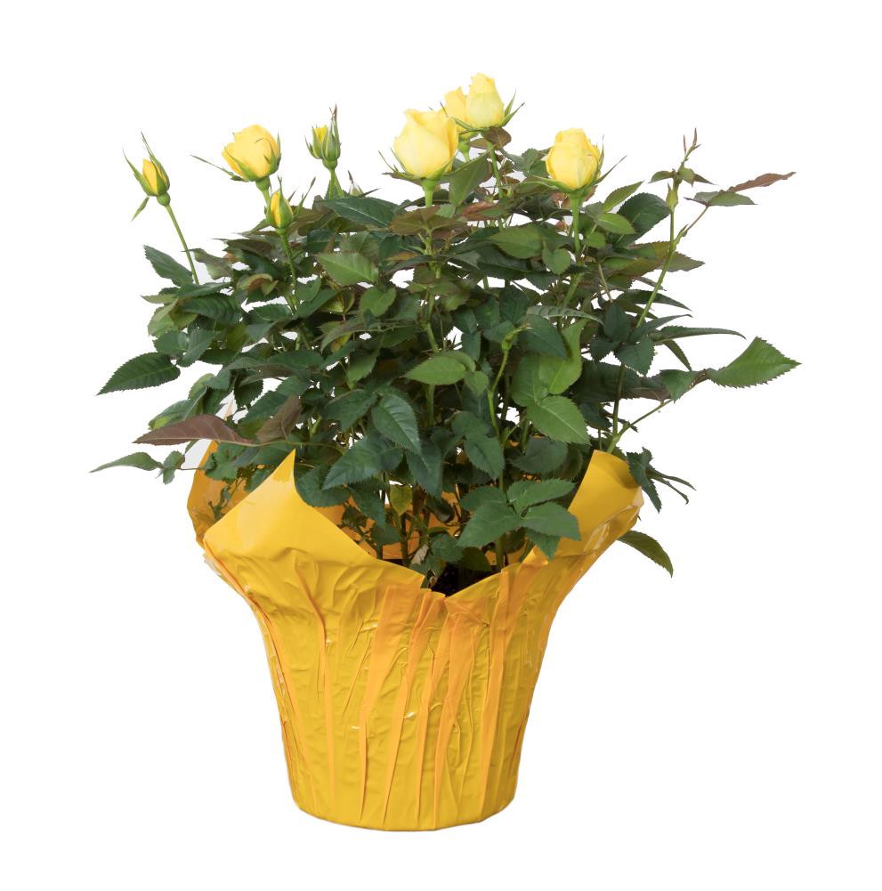 slide 1 of 1, Lowe's Multicolor Miniature Rose House plant in 13 Ounce(s) Pot 1.0 -Pack, 1 ct