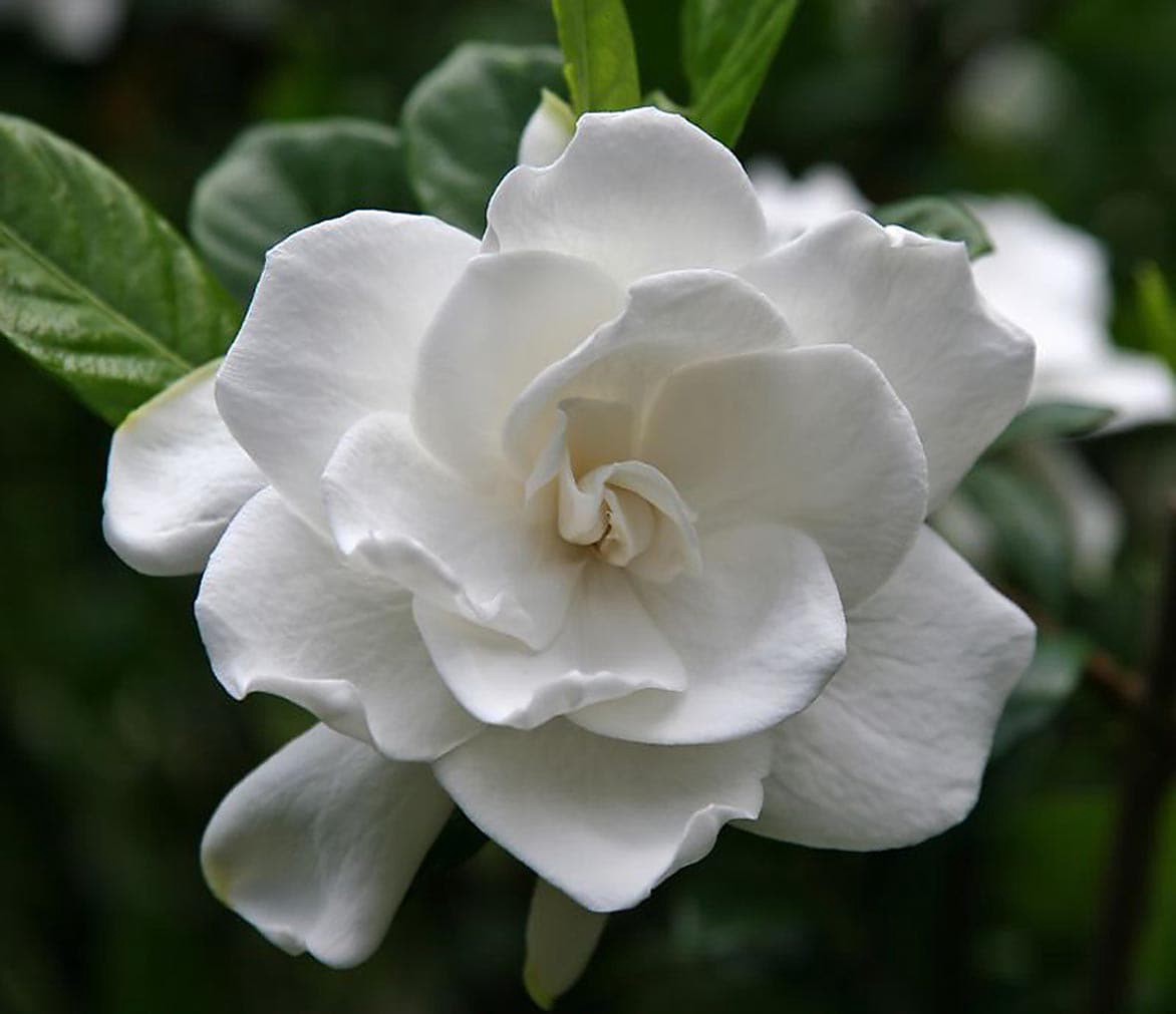 slide 1 of 1, Monrovia First Love Gardenia Flowering Shrub in In pot (with soil) with White Blooms, 1 ct