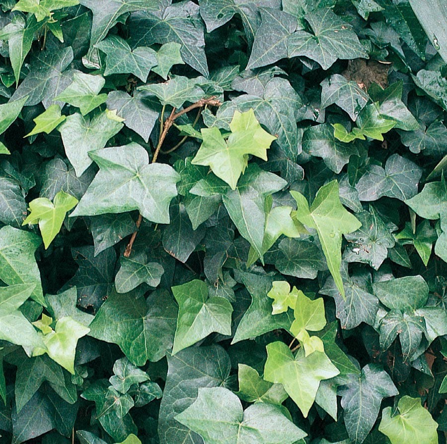 slide 1 of 1, Lowe's English Ivy L5369hp, 1 ct