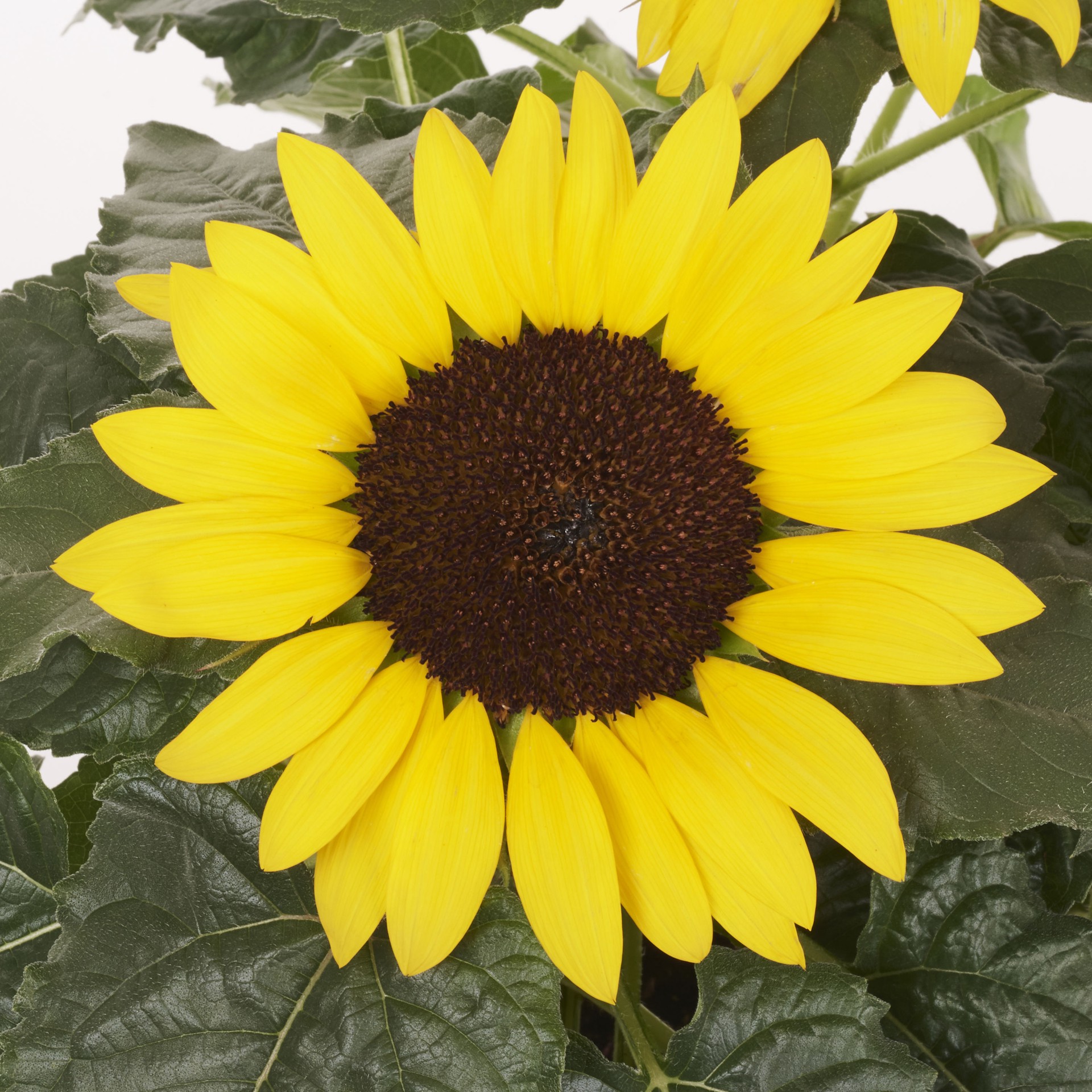 slide 2 of 2, Lowe's Yellow Sunflower in 3-Quart Planter, 1 ct