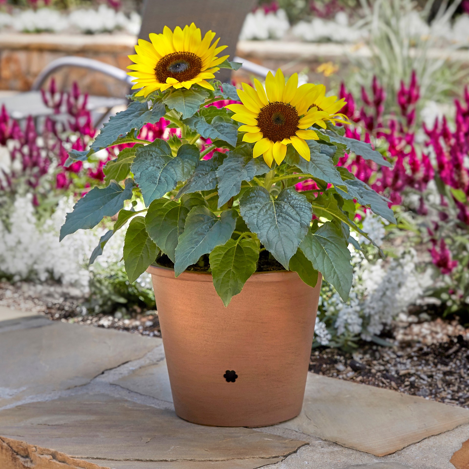slide 1 of 2, Lowe's Yellow Sunflower in 3-Quart Planter, 1 ct